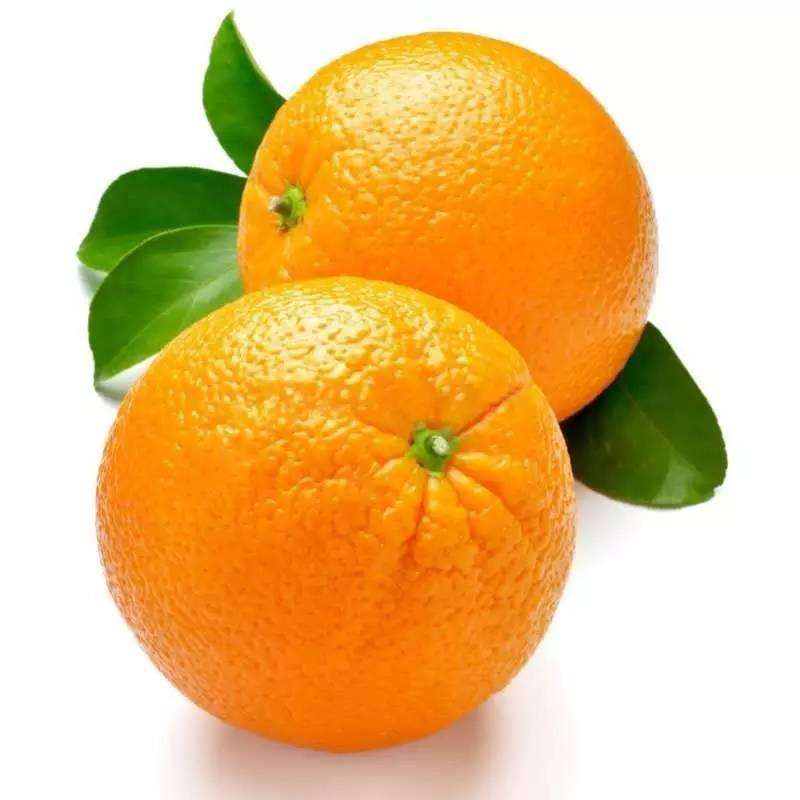 Citrus sinensis - Pomarančovník - 170-190cm