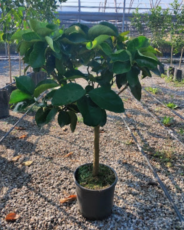 Citrus sinensis - Pomarančovník - 170-190cm