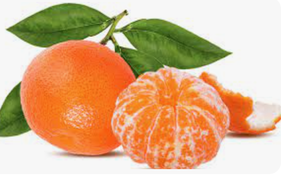 Mandarínka - Citrus Mandarino - výška 120/150cm