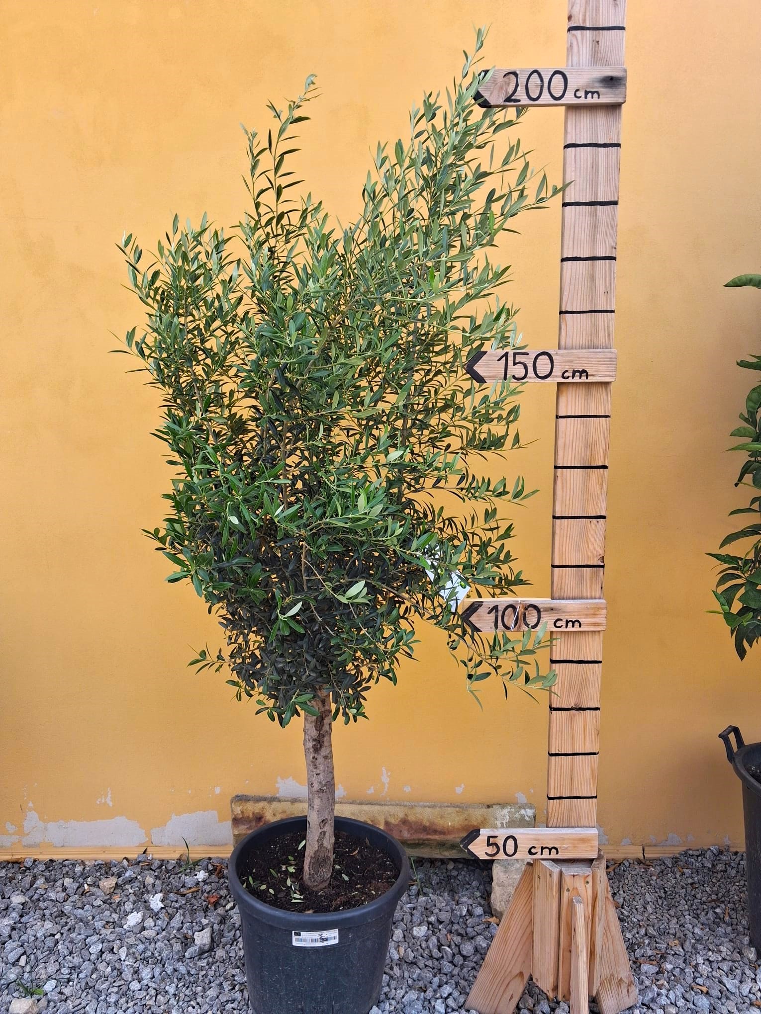 Olea Europea - olivovník 140 -170cm