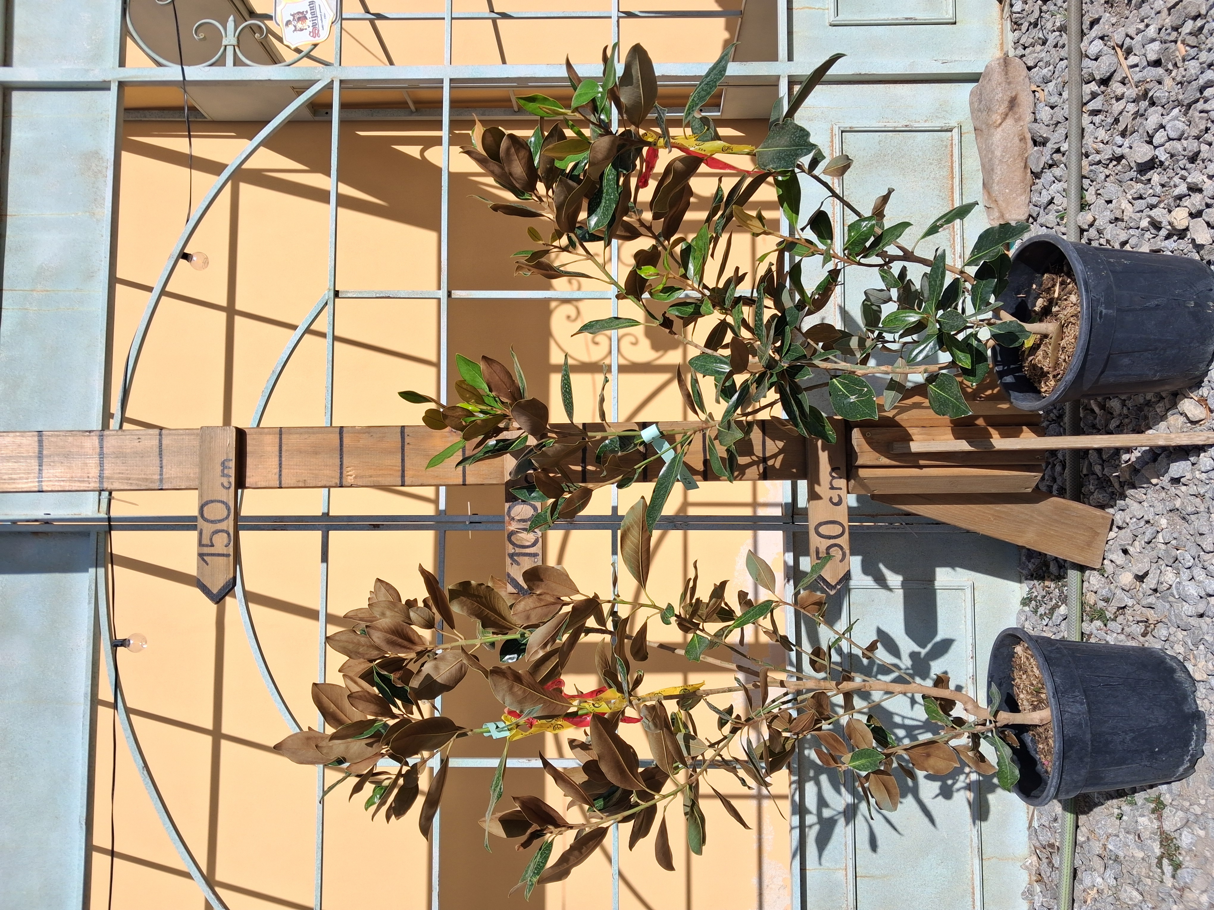 Magnólia Grandiflora biely kvet, vždyzelená, výška stromu s kvetináčom 100-130 cm