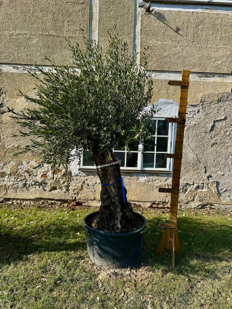 Olea Europaea - olivovník, celková výška 270 - 280cm