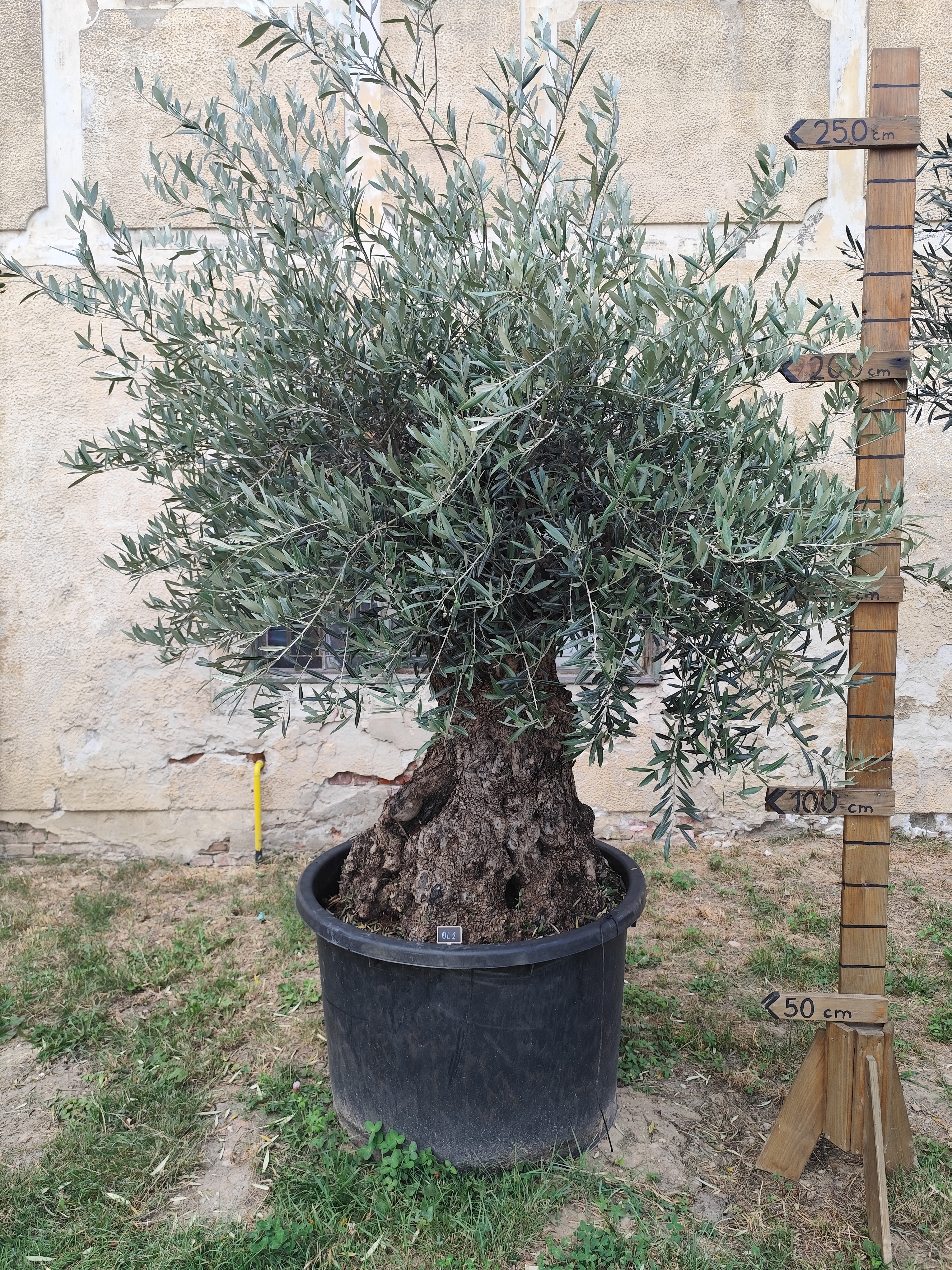Olea Europaea - olivovník OL 2, celková výška 270 - 290cm
