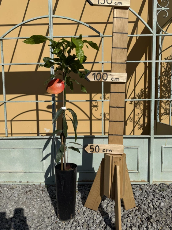 Mango - výška rastliny s kvetináčom 100cm