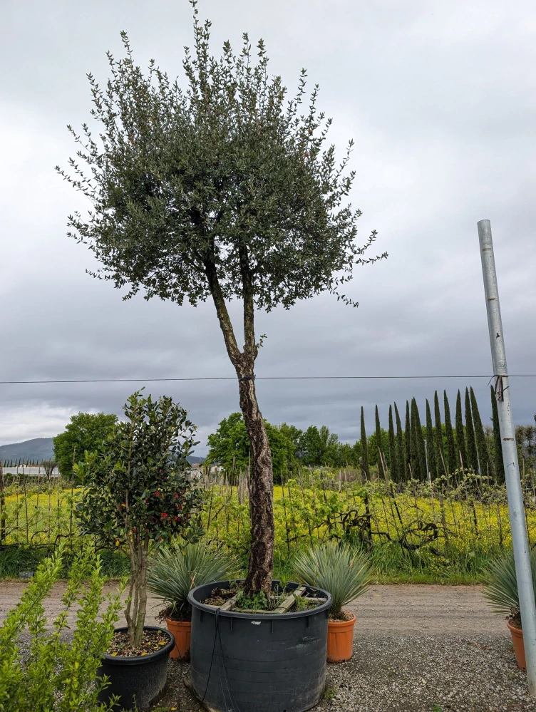 Dub korkový - Quercus suber, výška 380-450cm s kvetináčom