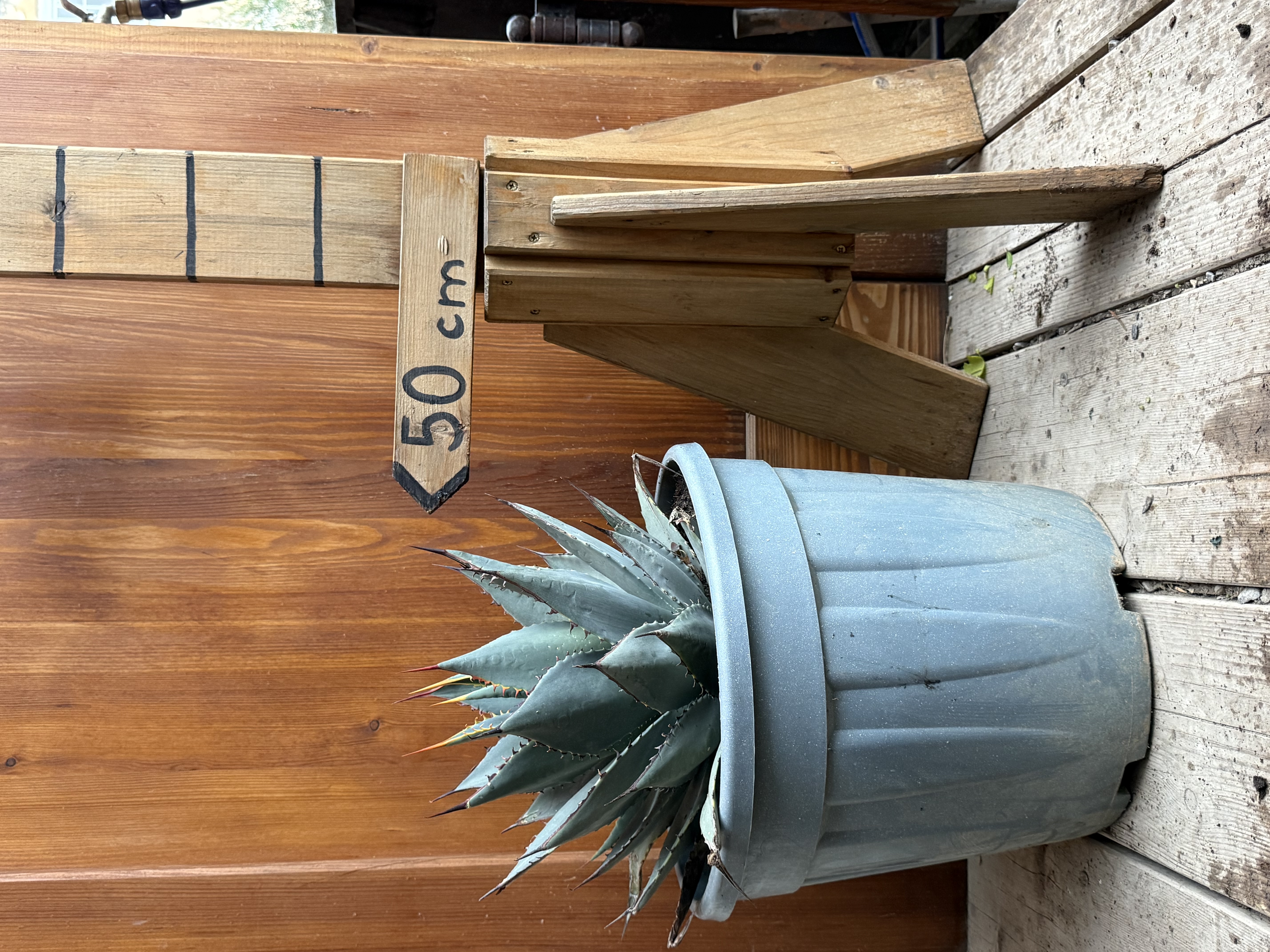 Agave parryi, mrazuvzdorné až do -20’ C