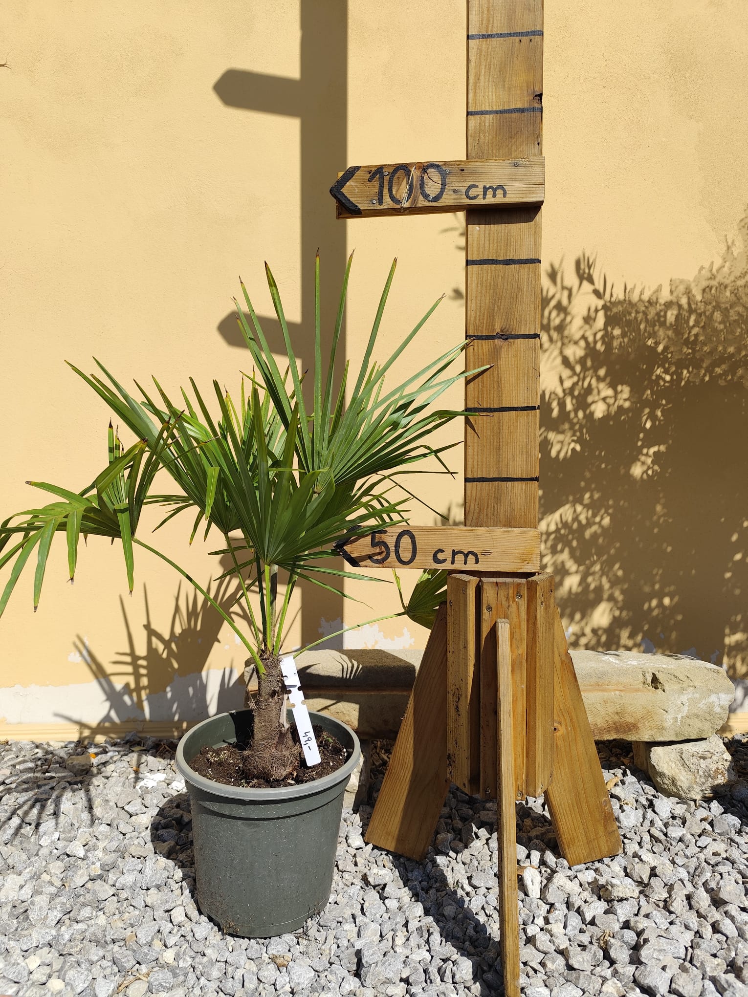 Trachycarpus fortunei, celková výška s kvetináčom 70-100cm