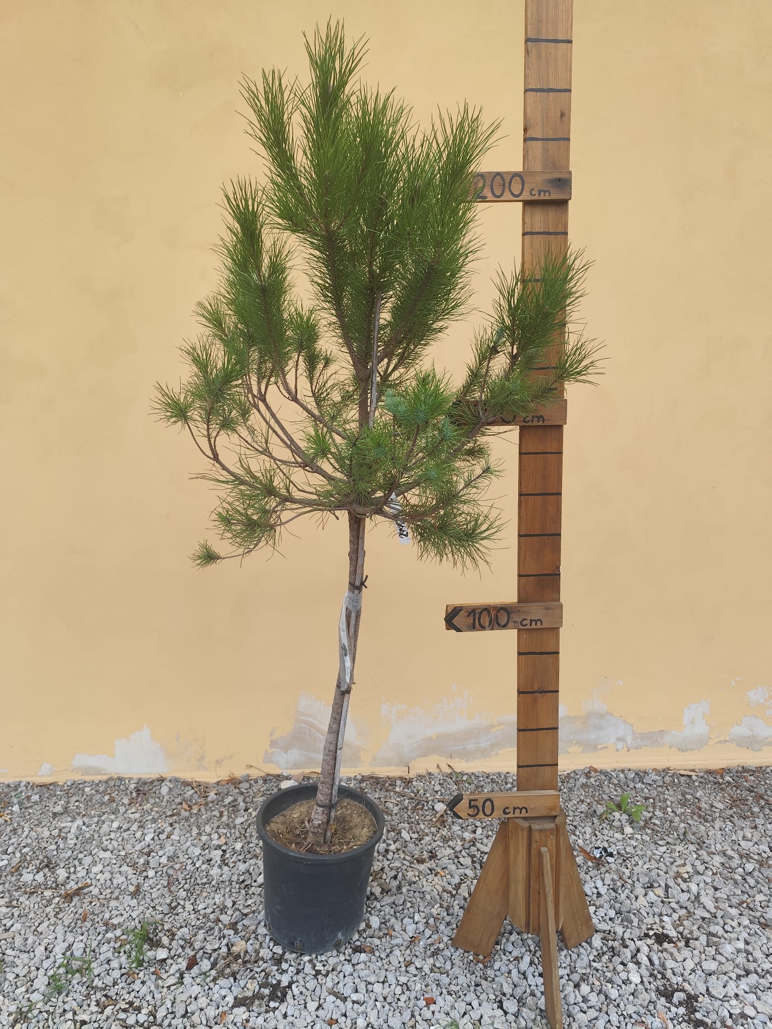 Borovica lesná - výška 220-230cm s kvetináčom