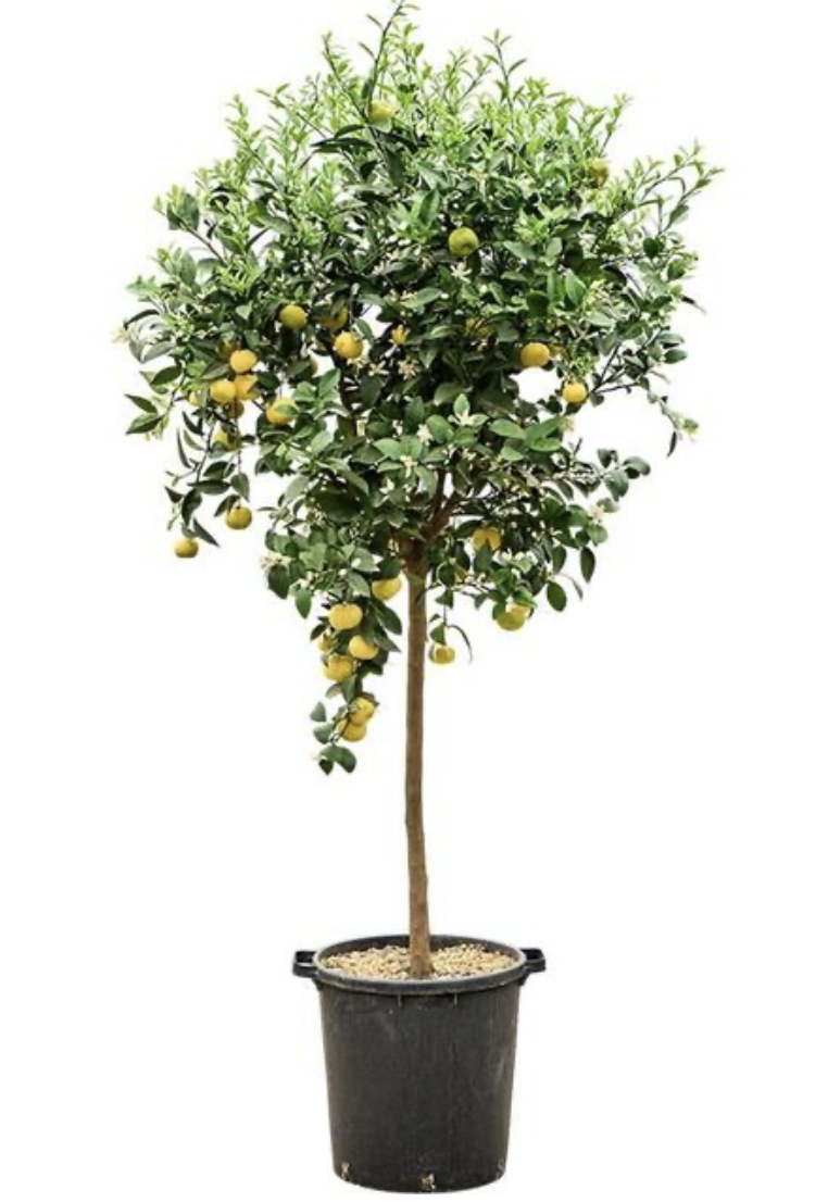 Citrus Pursha - sladká rímska limetka s plodmi - výška 170-190cm s kvetináčom