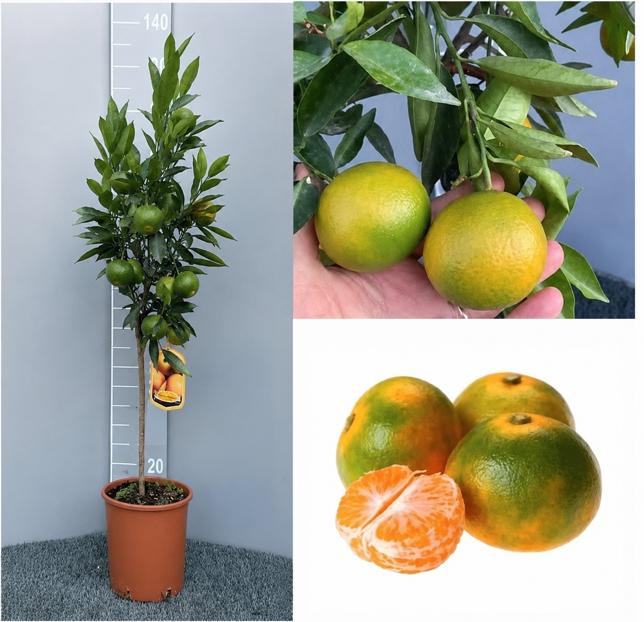 Japonská Mandarínka Satsuma - výška 120-150cm