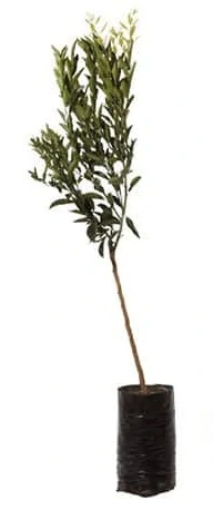ARANCIO TAROCCO červený pomaranč - výška 130-150cm