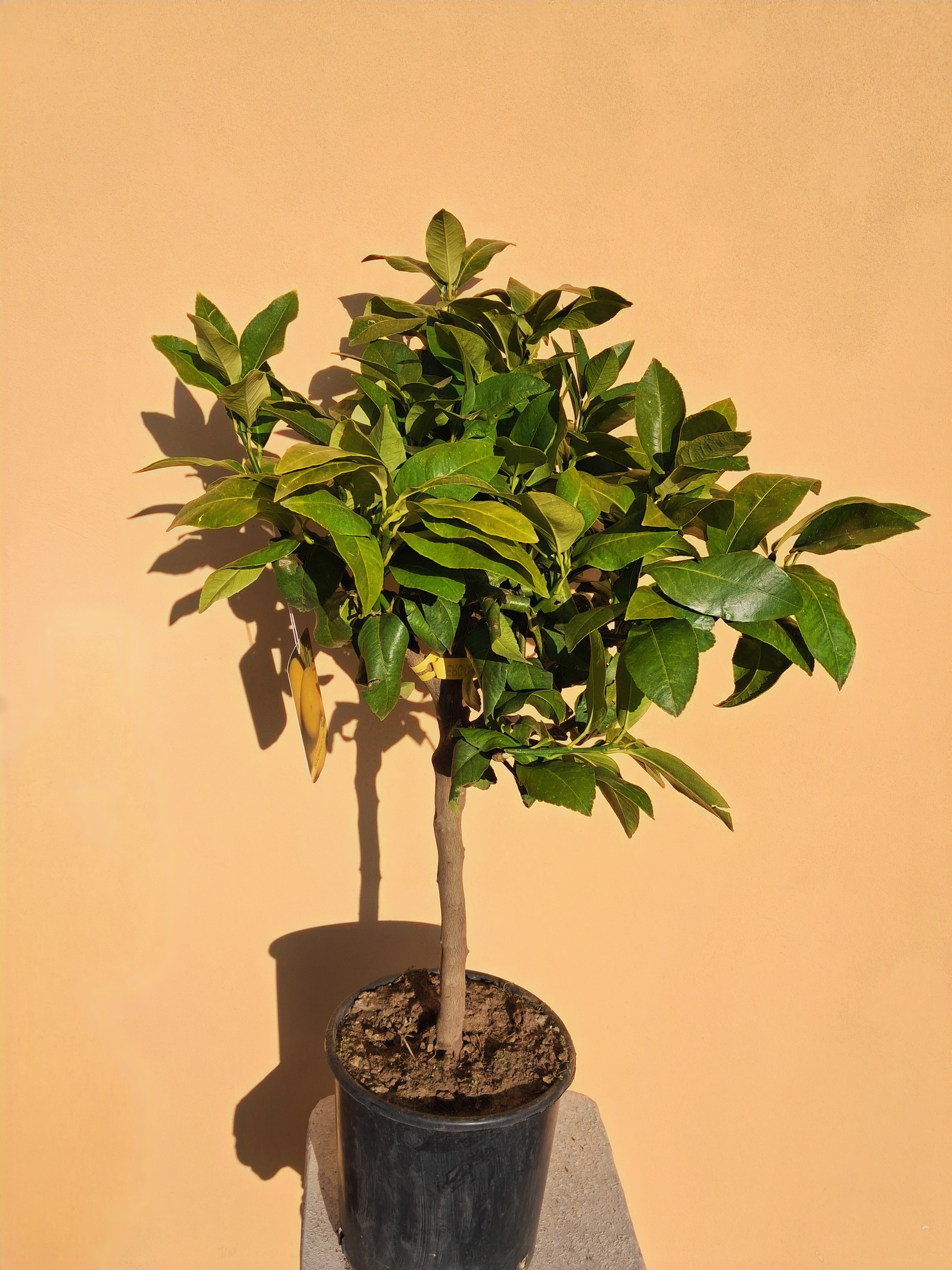 Citrus Bergamot (Bergamotto) 60-80cm