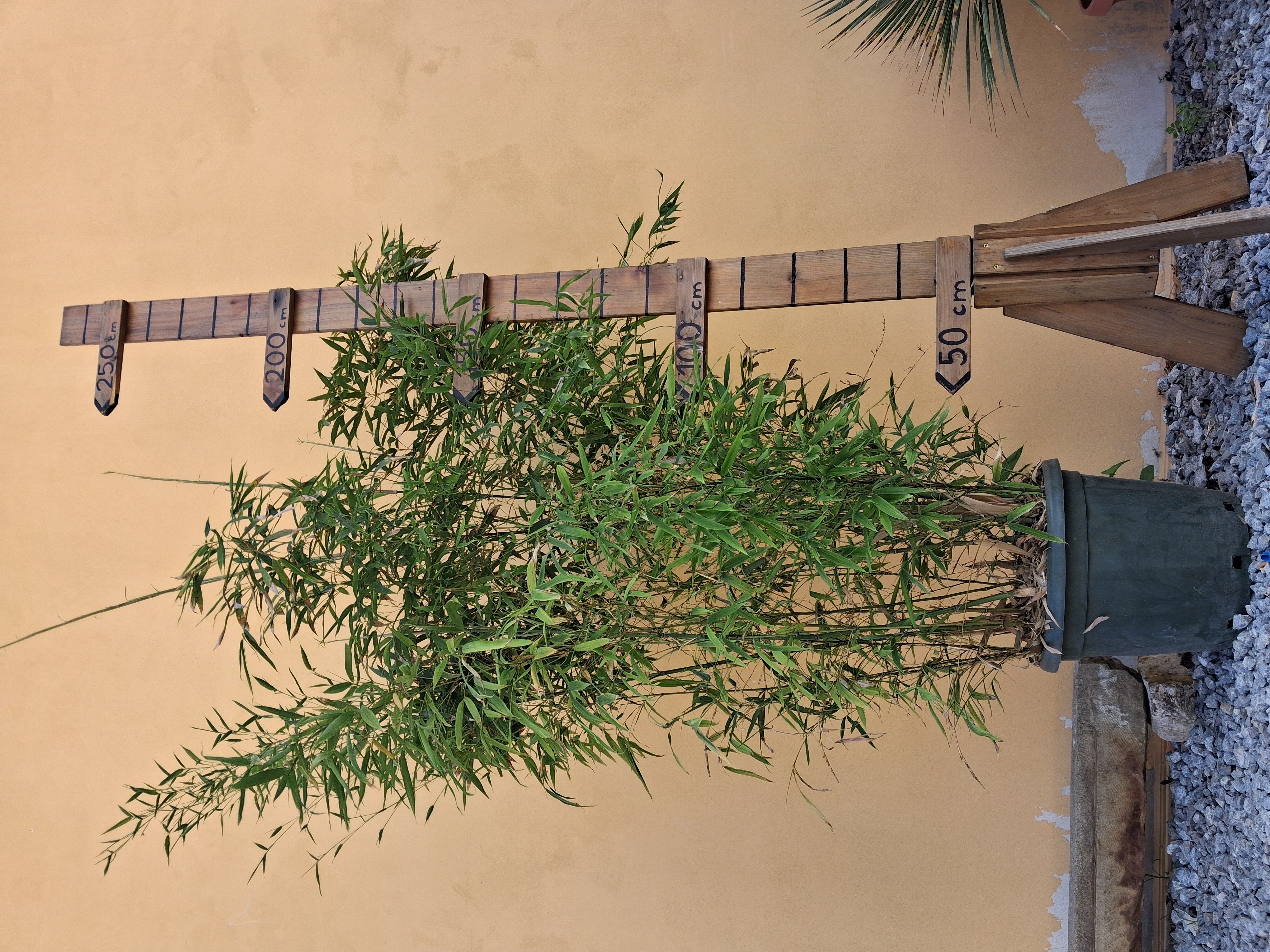 Zlatý bambus - Bambusa aurea (Phyllostachys aurea)