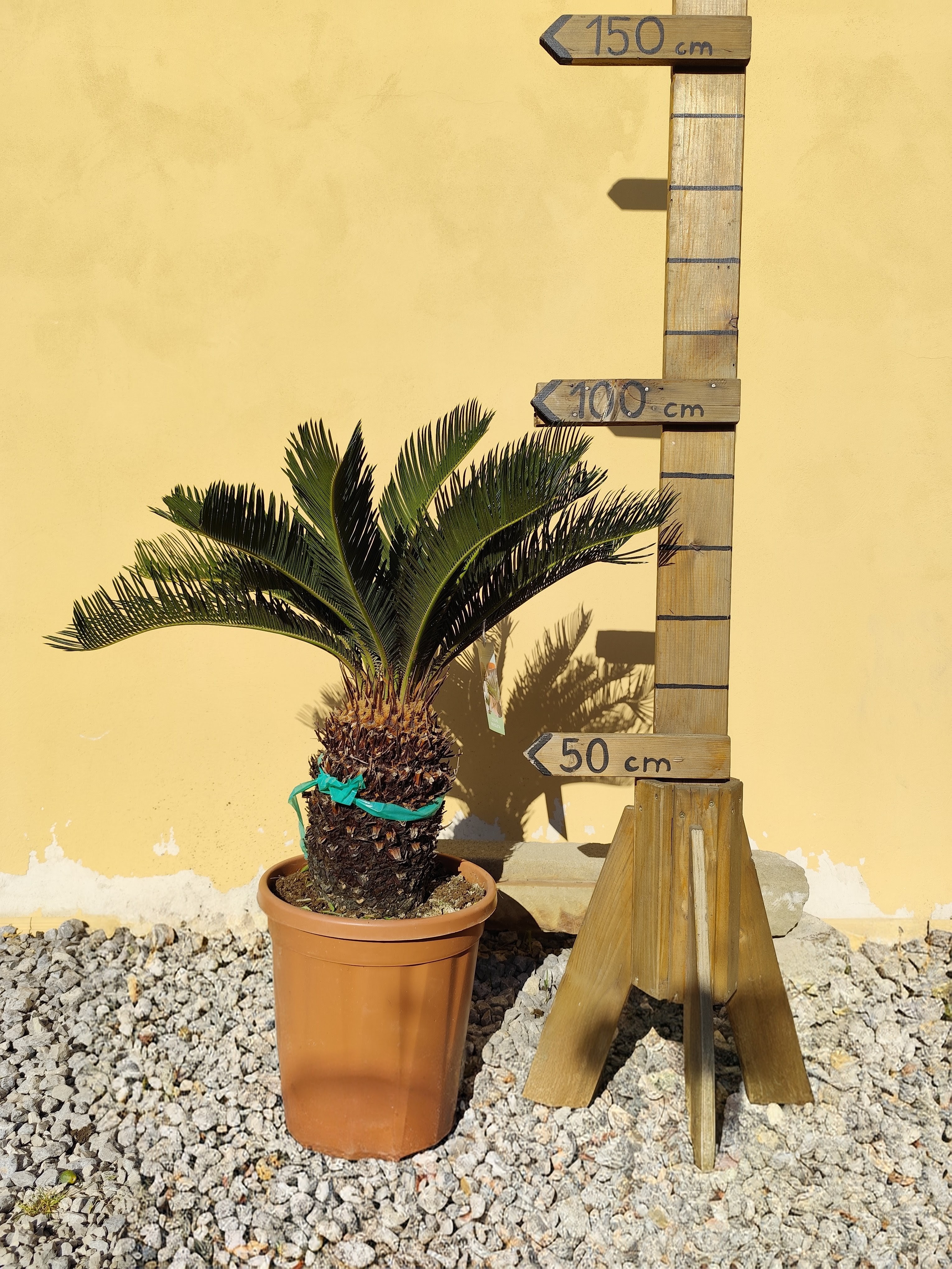 Cykas revoluta, výška s kvetináčom 80-100cm