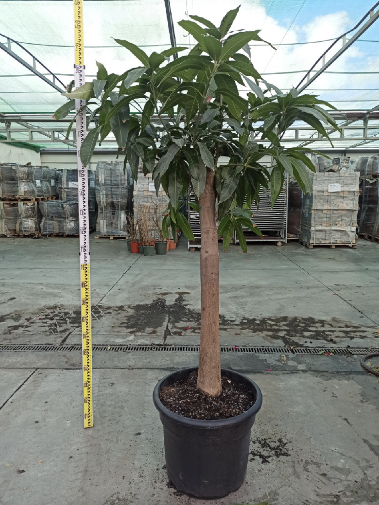 Mango - hrubý kmeň, priemer 25-30cm - výška rastliny s kvetináčom 175-200cm