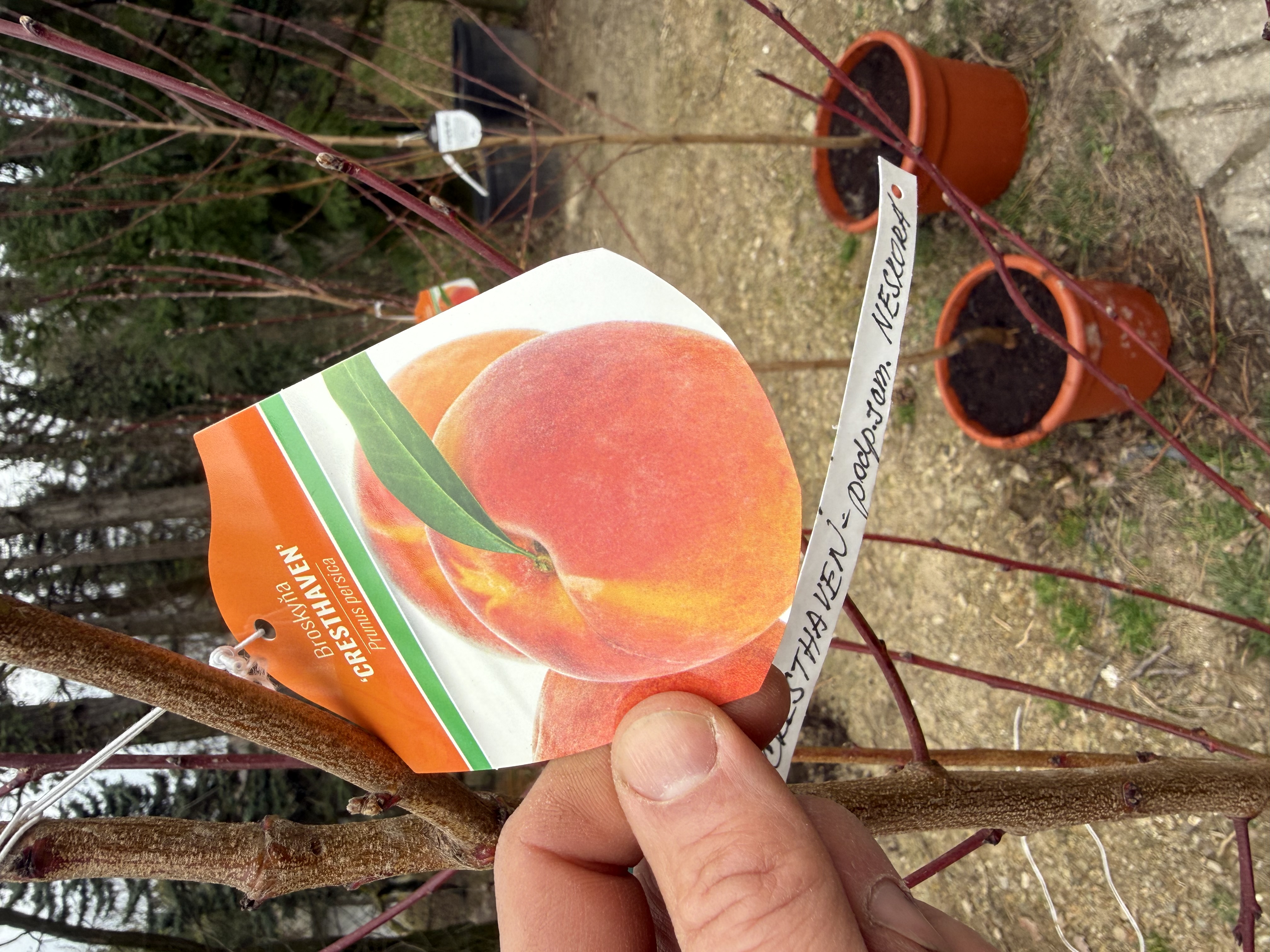 Broskyňa Cresthaven, výška s kvetináčom 200cm