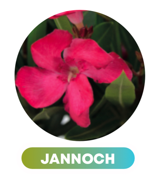 Nerium Oleander rôzne farby - výška 150-180 CM s kvetináčom