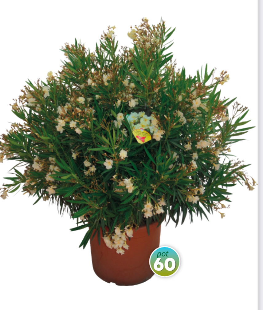 Nerium Oleander rôzne farby - výška 150-180 CM s kvetináčom