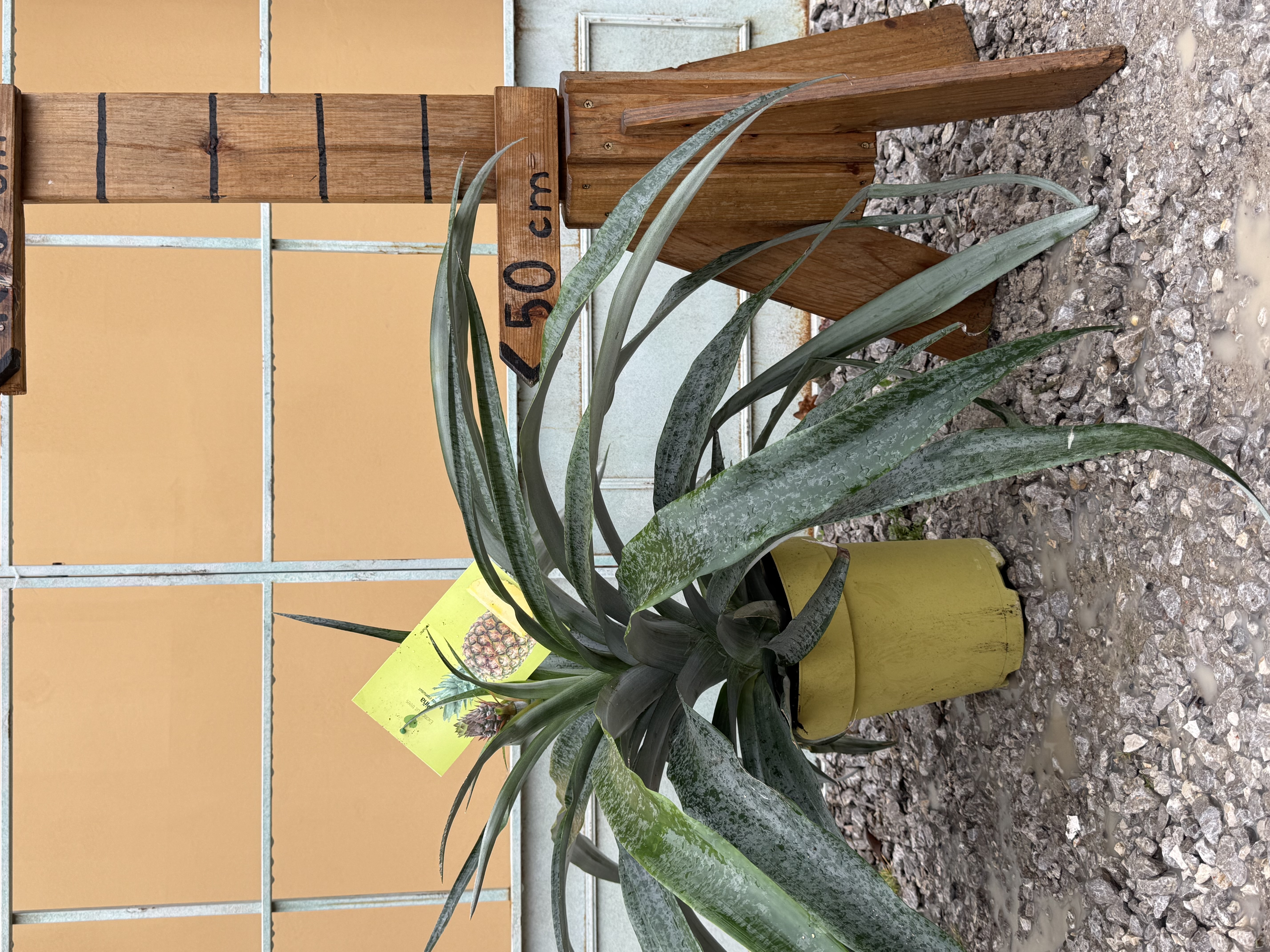 Ananas comusus - Ananás pestovaný, výška 50-60cm s kvetináčom