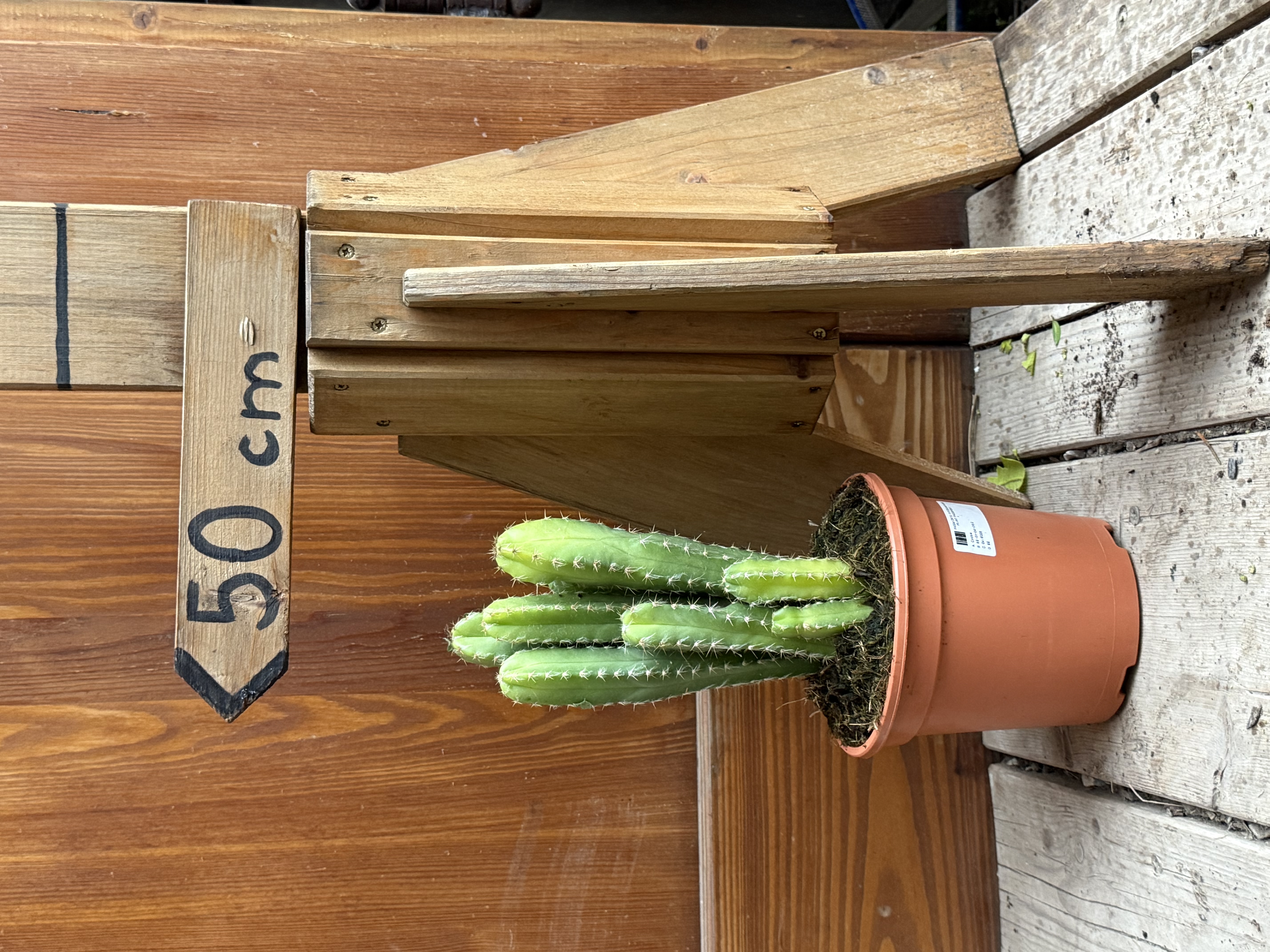 Trichocereus macrogonus kaktus 40cm výška s kvetináčom