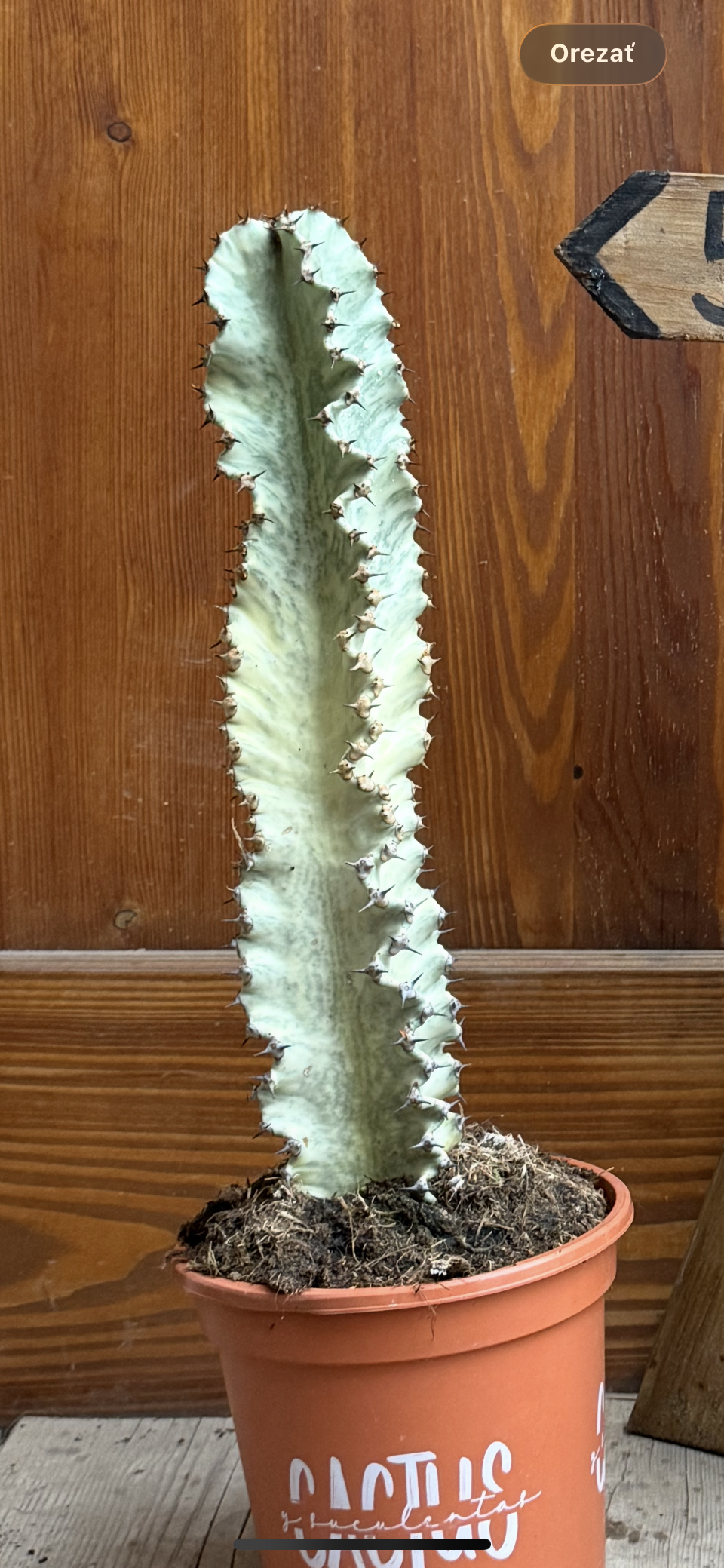 Euphorbia ammak Schweinf. , známa aj ako Africký svietnik