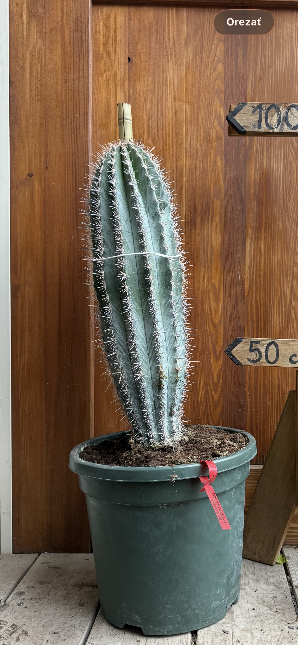 Pachycereus pringlei, známy ako kardón obrovský výška 90-100cm s kvetináčom