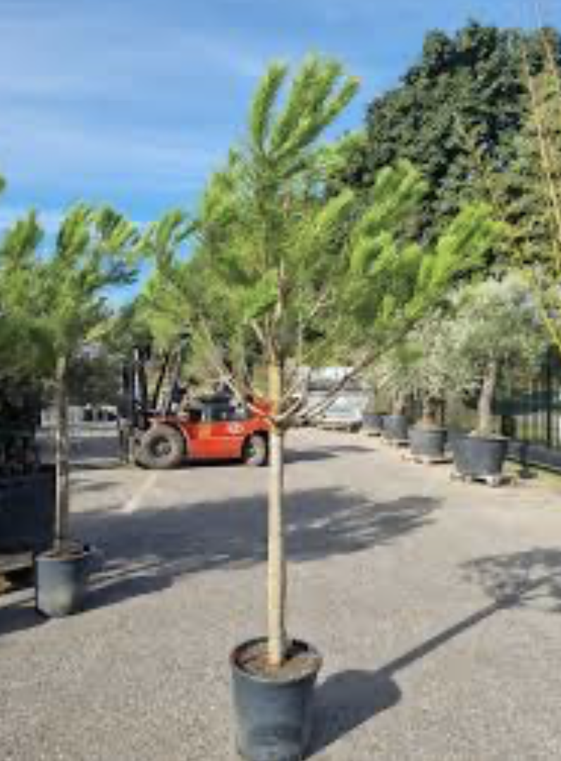 AKCIA - Borovica píniová - Pinus pinea výška 280cm s kvetináčom