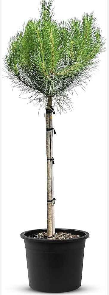 Borovica píniová - Pinus pinea výška 160cm s kvetináčom