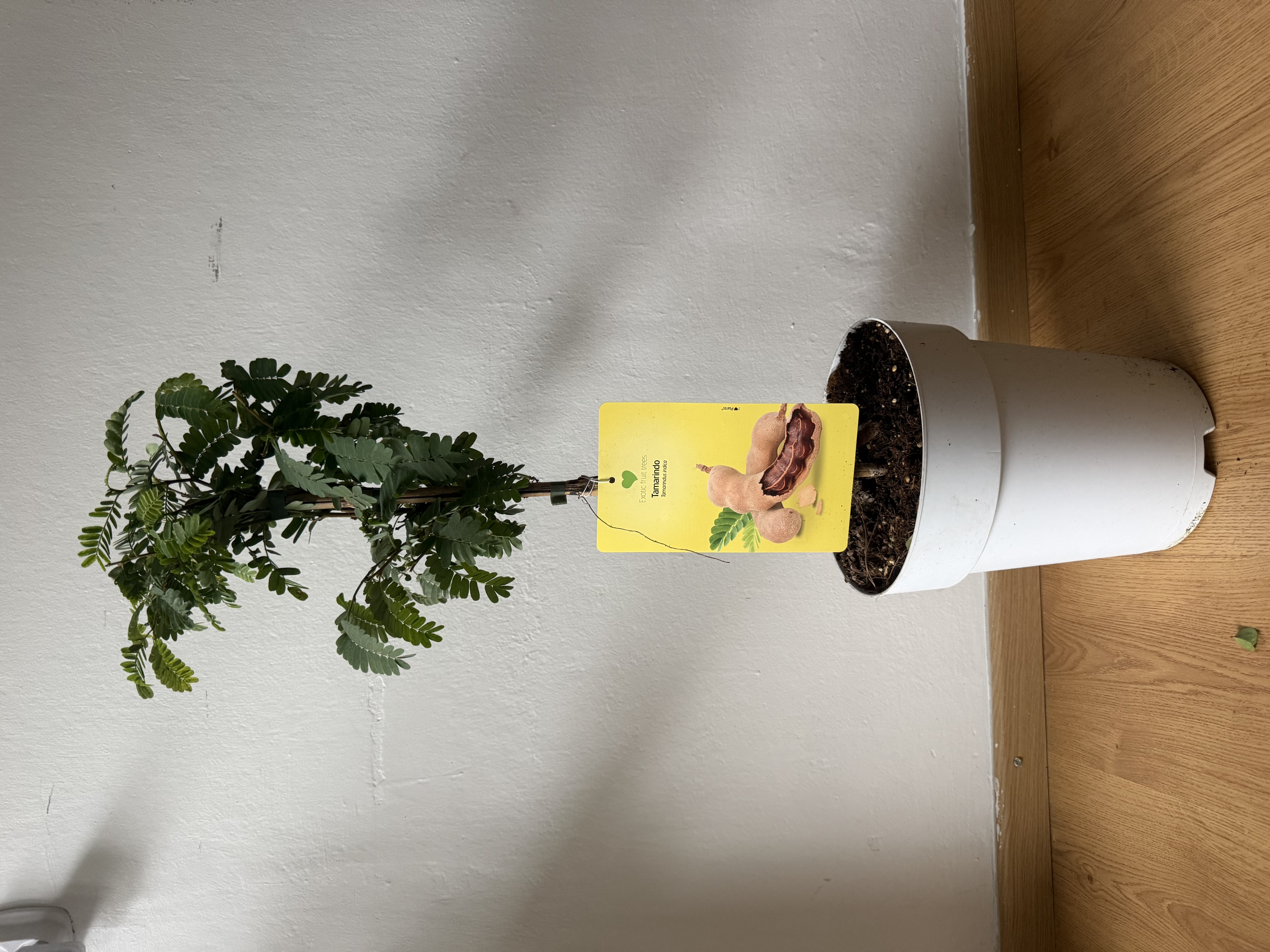 Tamarindus indica - Tamarind - 80-90cm s kvetináčom