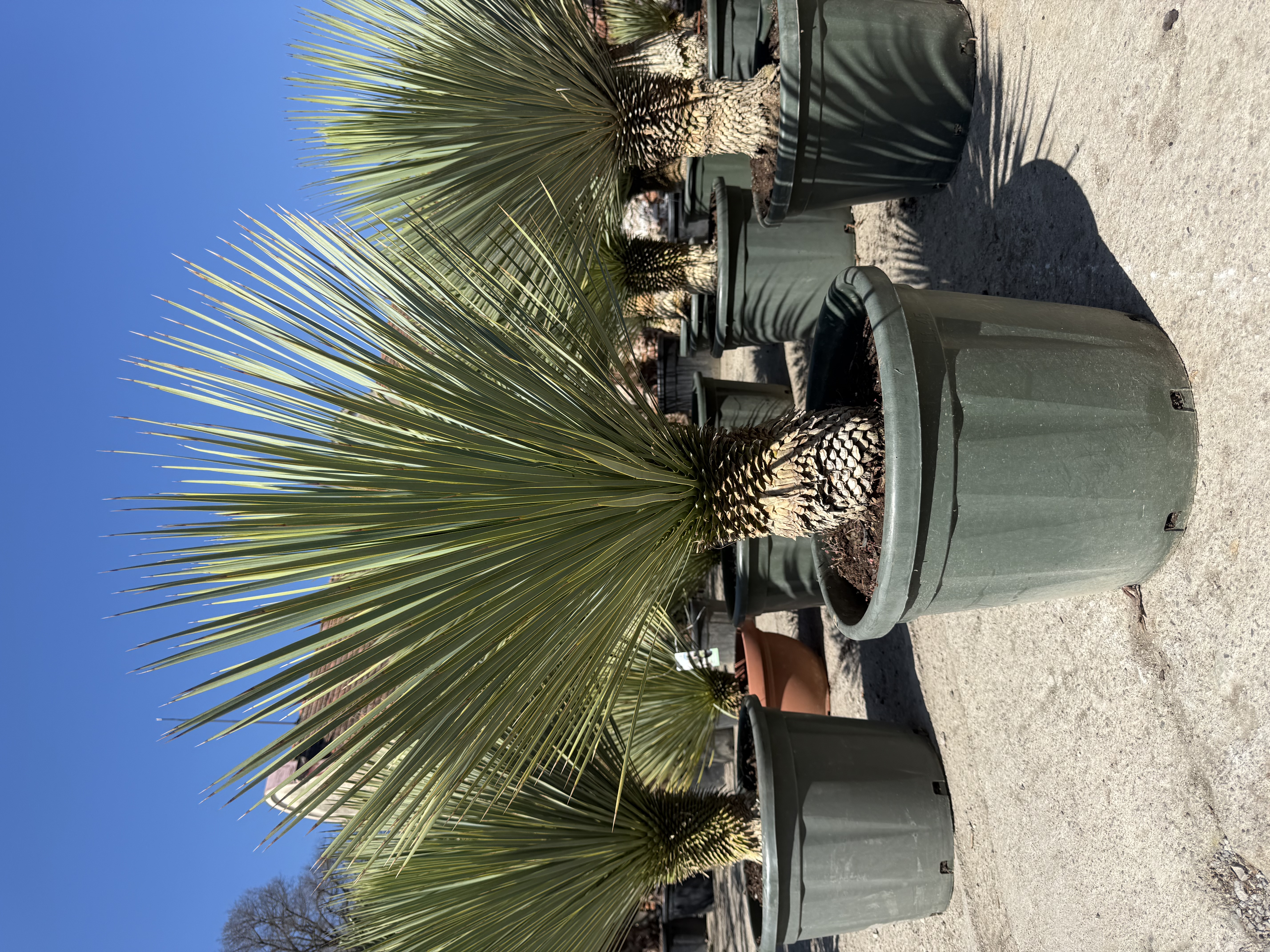 Yucca Rostrata v kvetináči, kmeň 25-30cm, -22°C