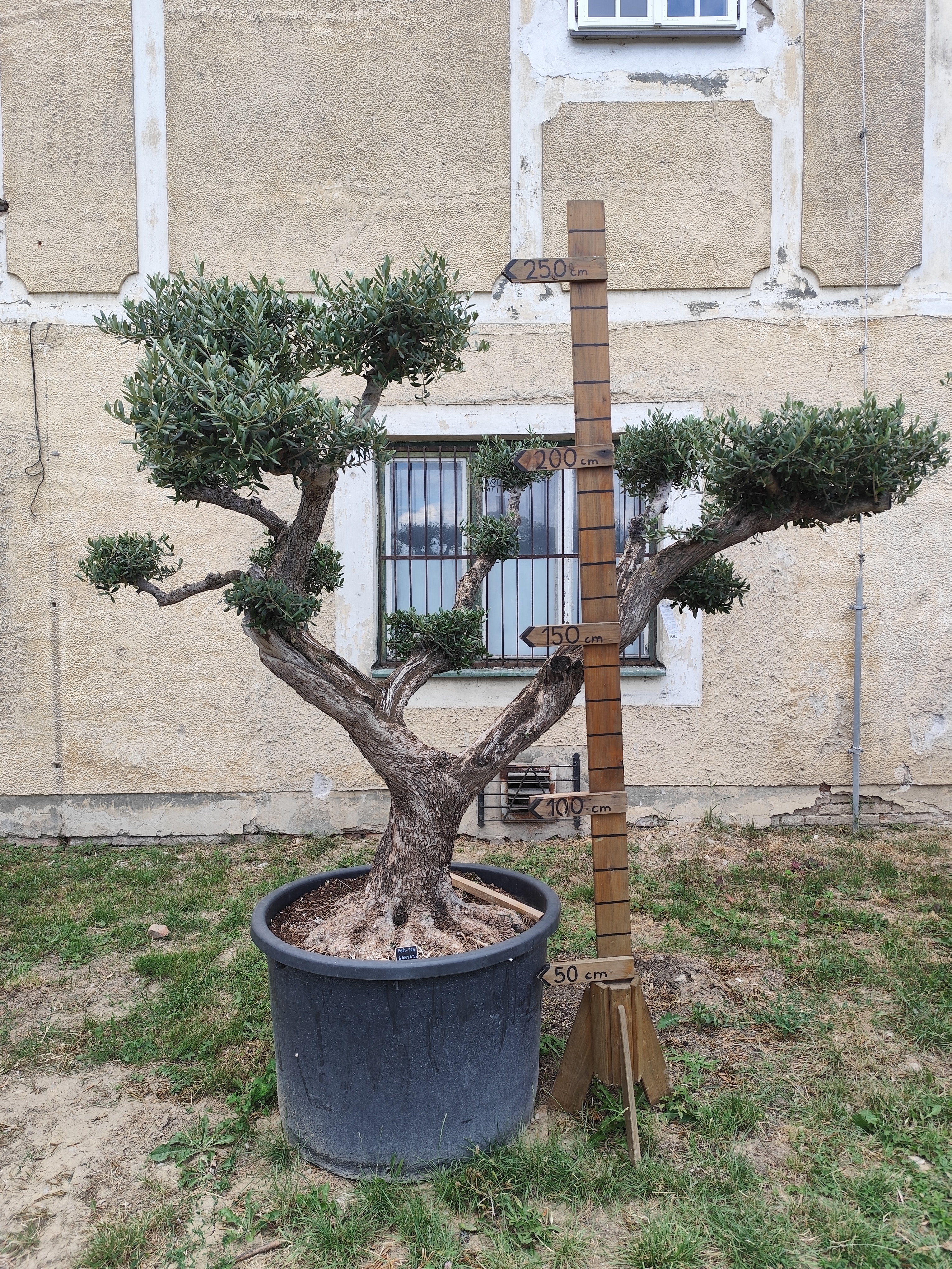 Olea Europaea - olivovník POM-POM Bonsaj 3, výška 250-270 cm s kvetináčom