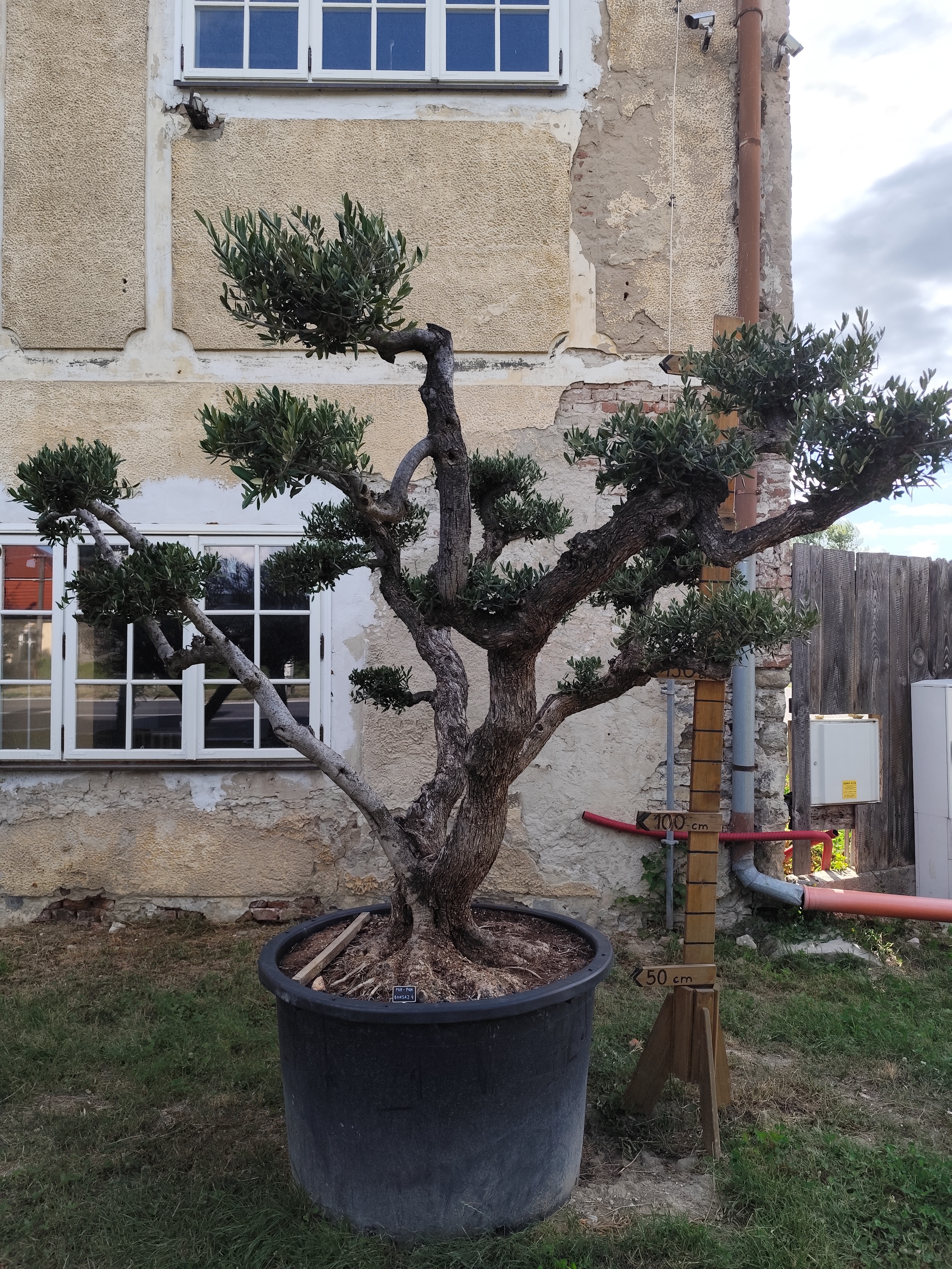 Olea Europaea - olivovník POM-POM Bonsaj 4, výška 250-270 cm s kvetináčom