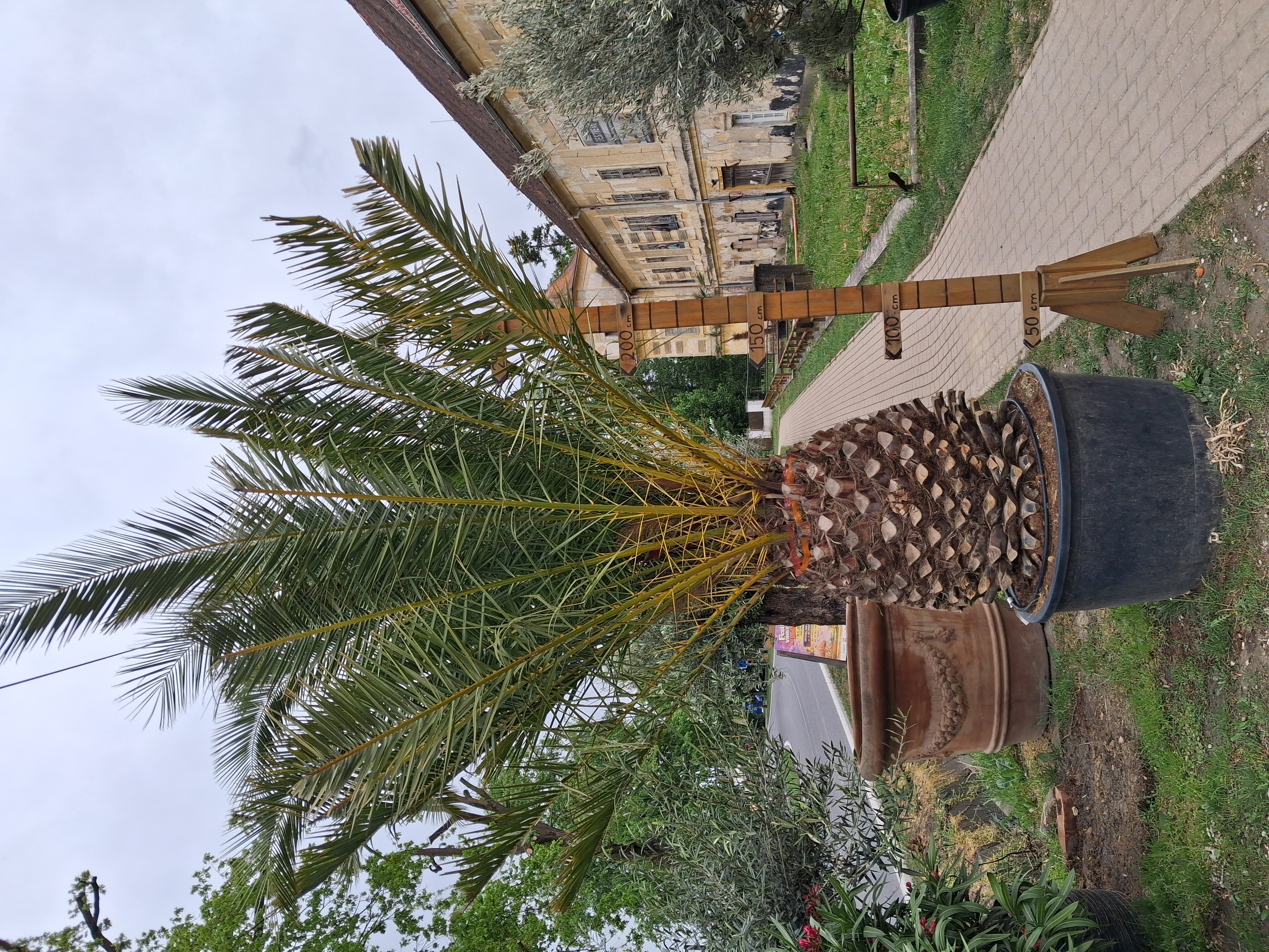 Phoenix canariensis - Ďatlovník kanársky výška s kvetináčom 290-310cm