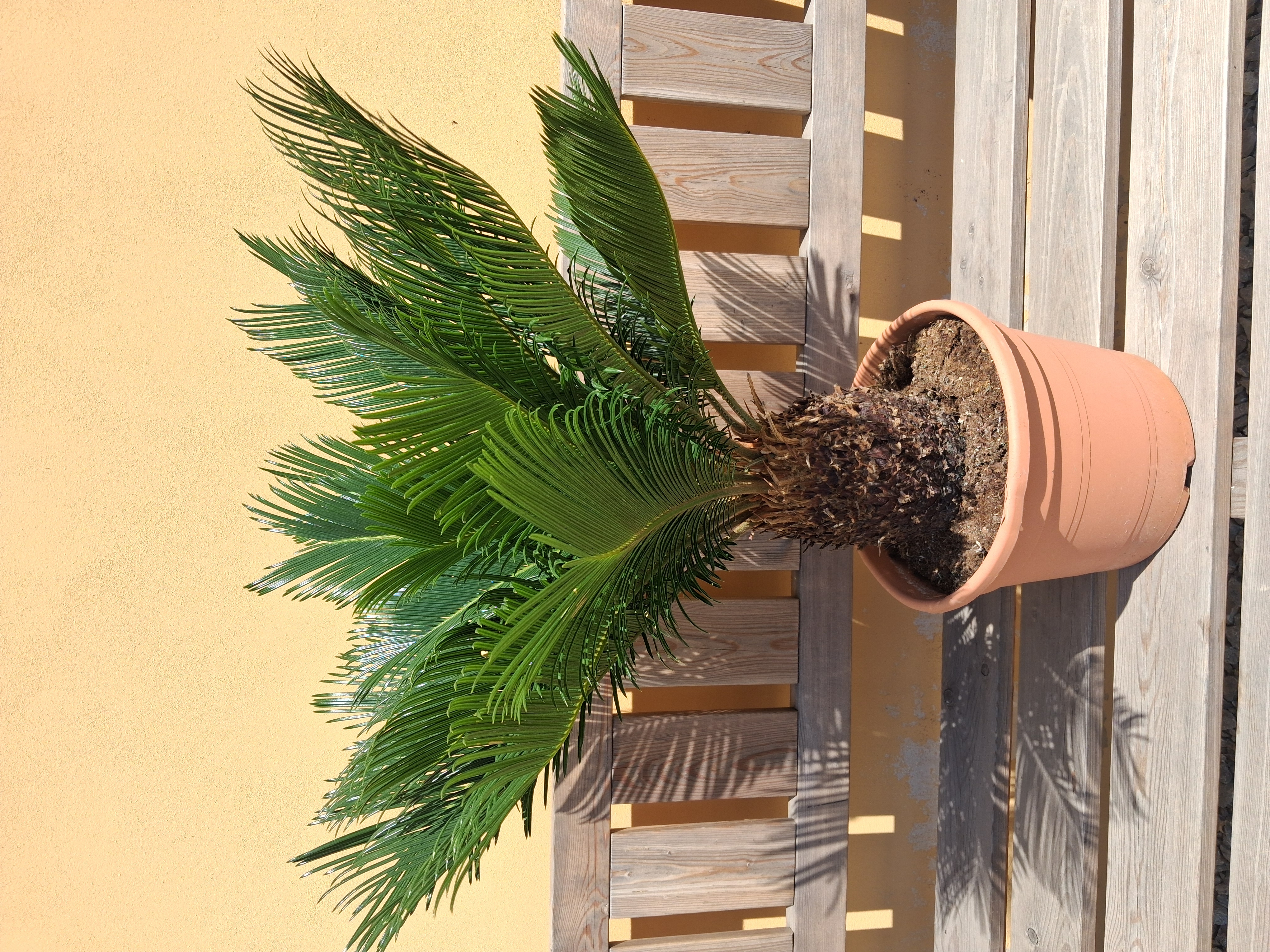 Cykas revoluta, výška s kvetináčom 80-90cm, výška kmeňa 15-20cm