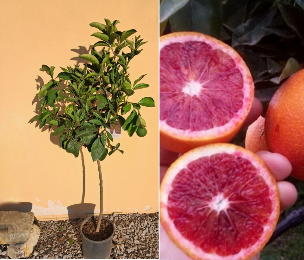 Pomarančovník krvavý - Citrus Arancio Moro - výška 130/150cm
