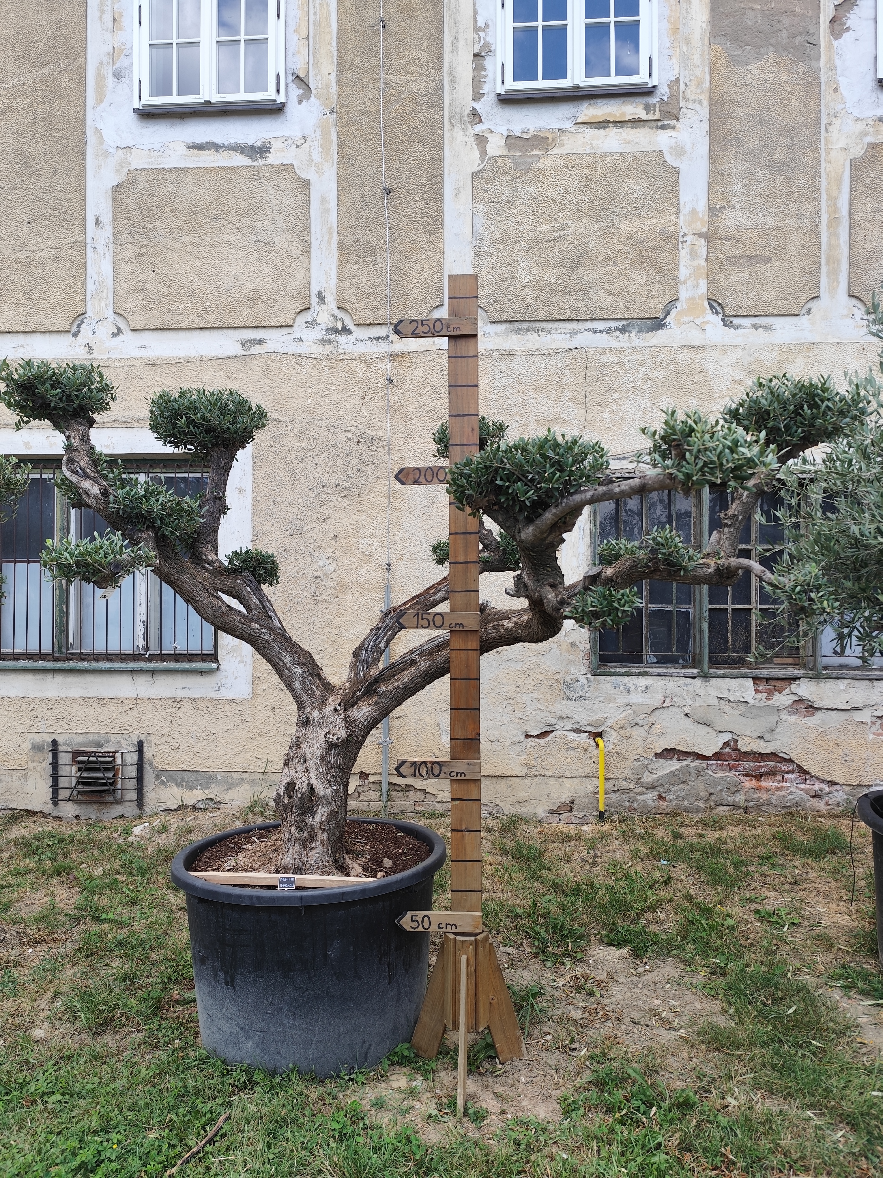 Olea Europaea - olivovník POM-POM Bonsaj 2, výška 230-250 cm s kvetináčom