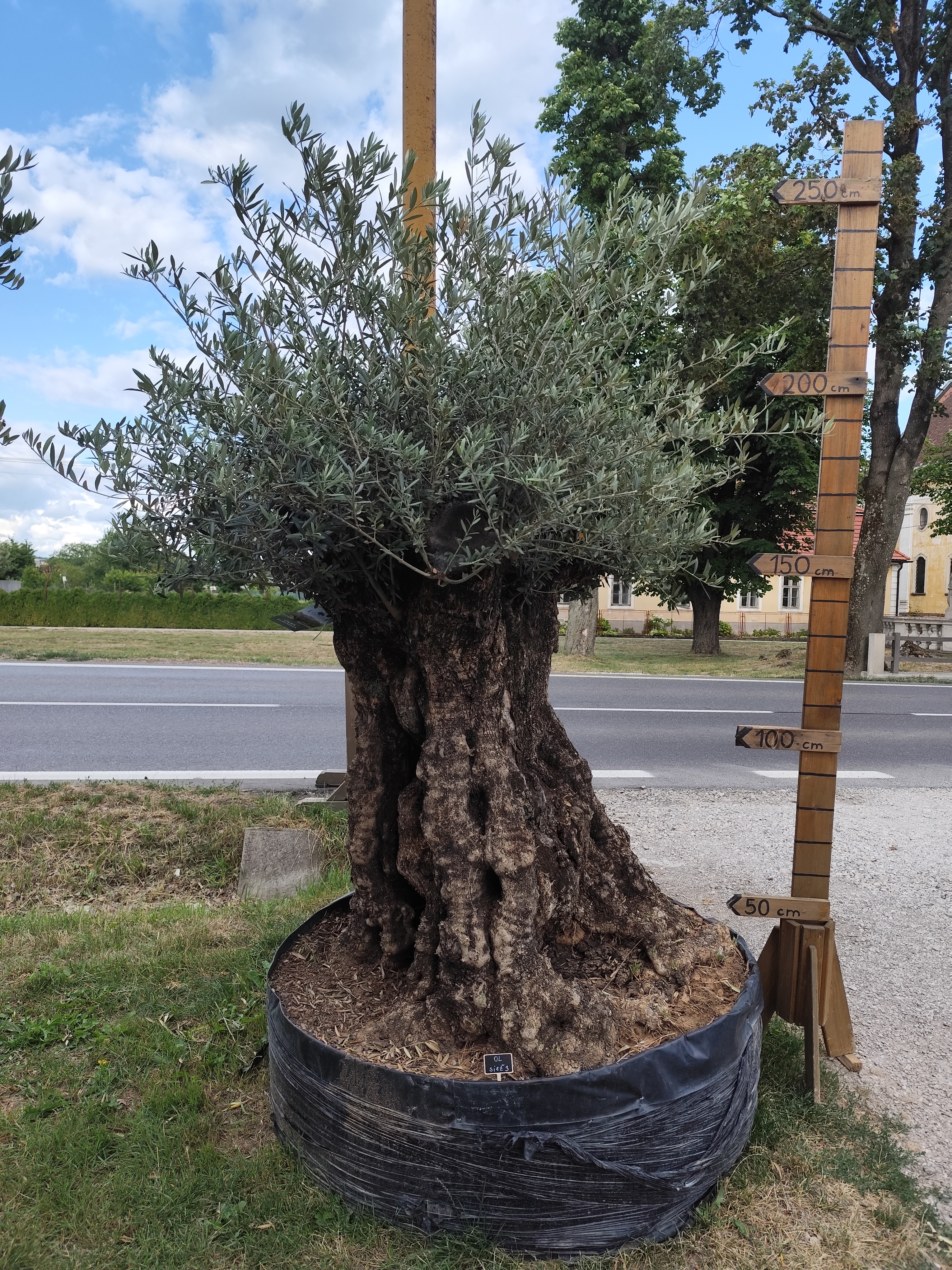 Olea europaea - olivovník OL sieť 3, celková výška 270-290cm