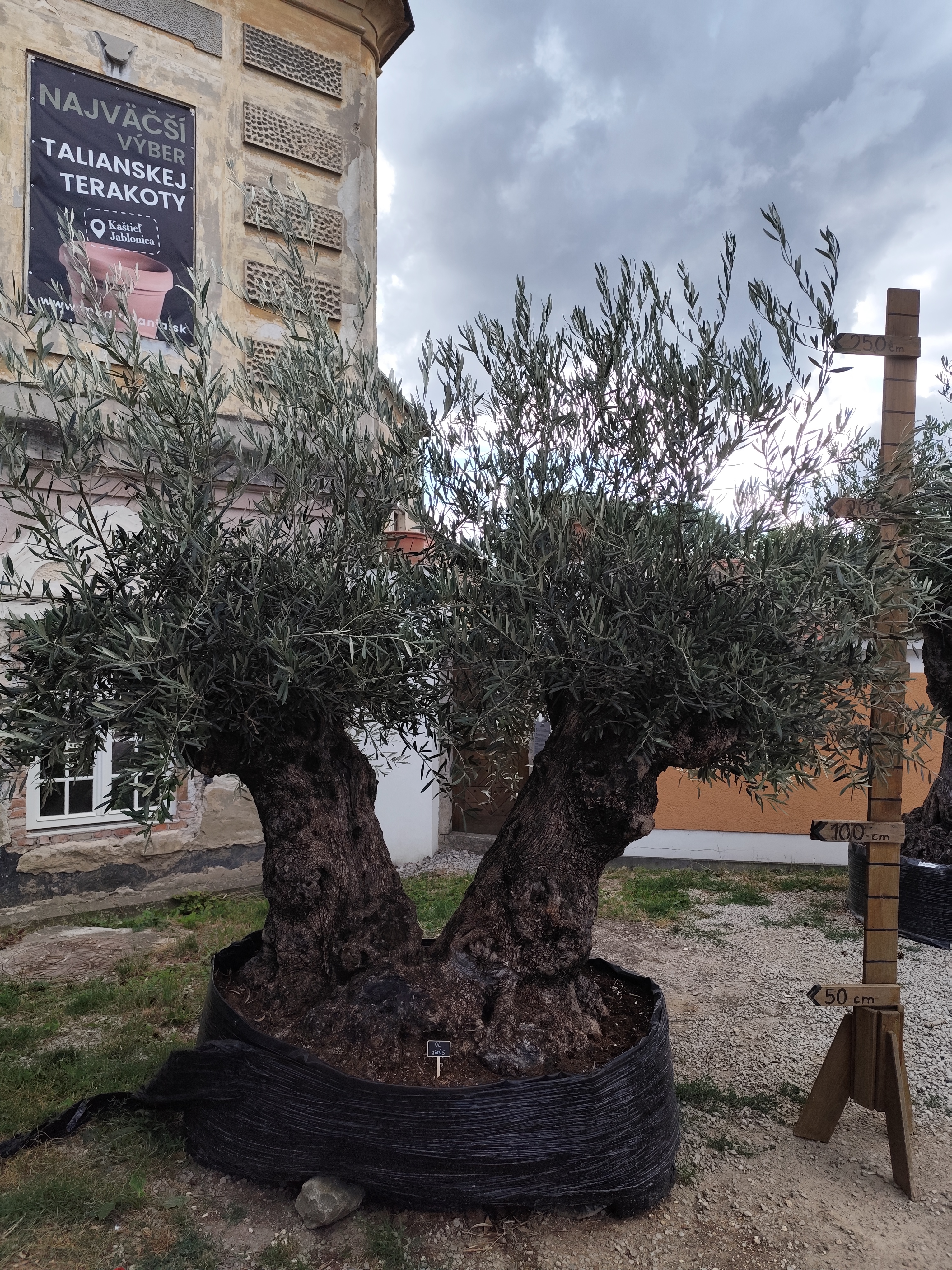 Olea europaea - olivovník dvojkmeň OL sieť 5, celková výška 250-270cm