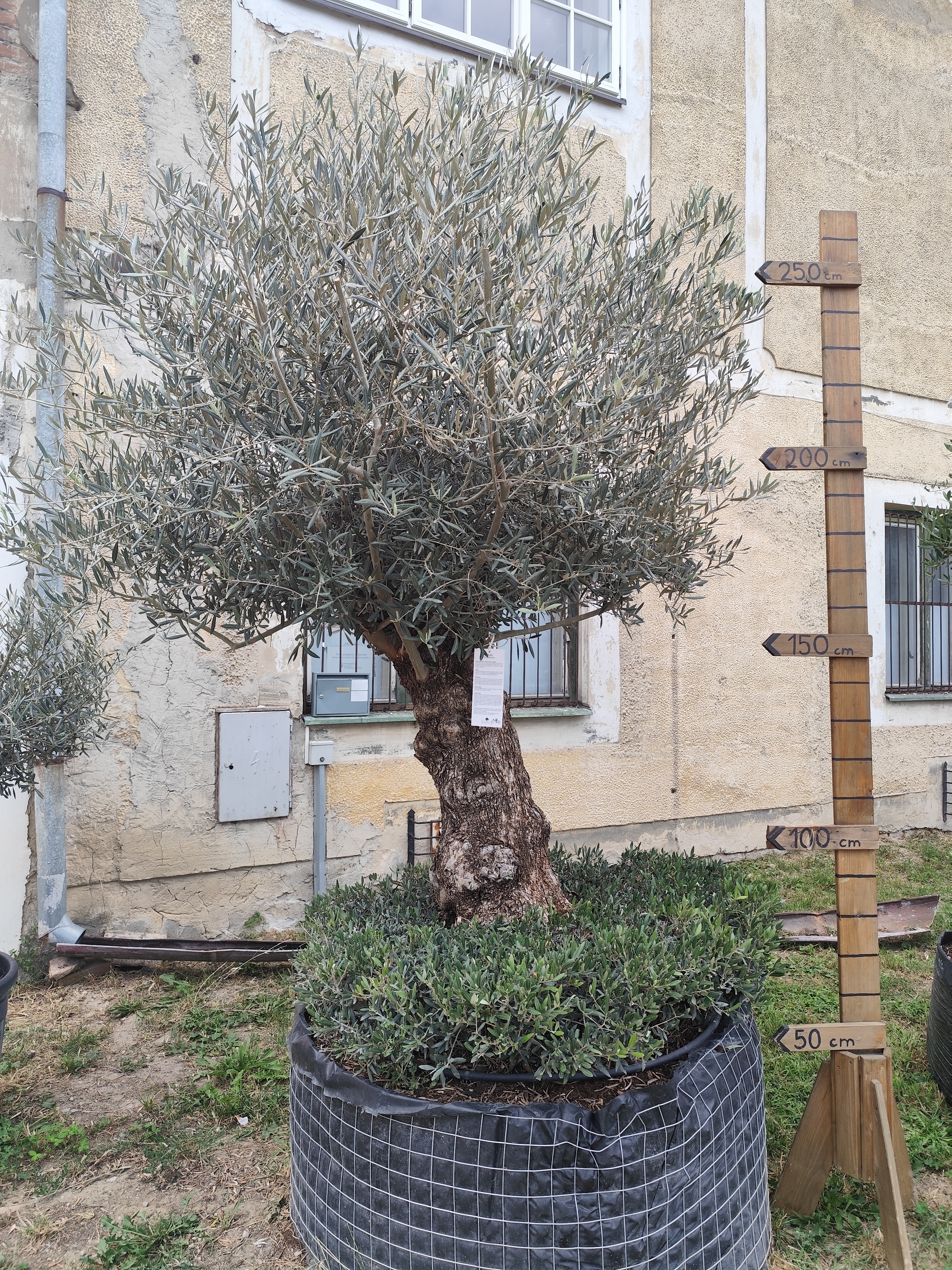 Olea europaea - olivovník ,,so sukničkou", celková výška 280-300cm