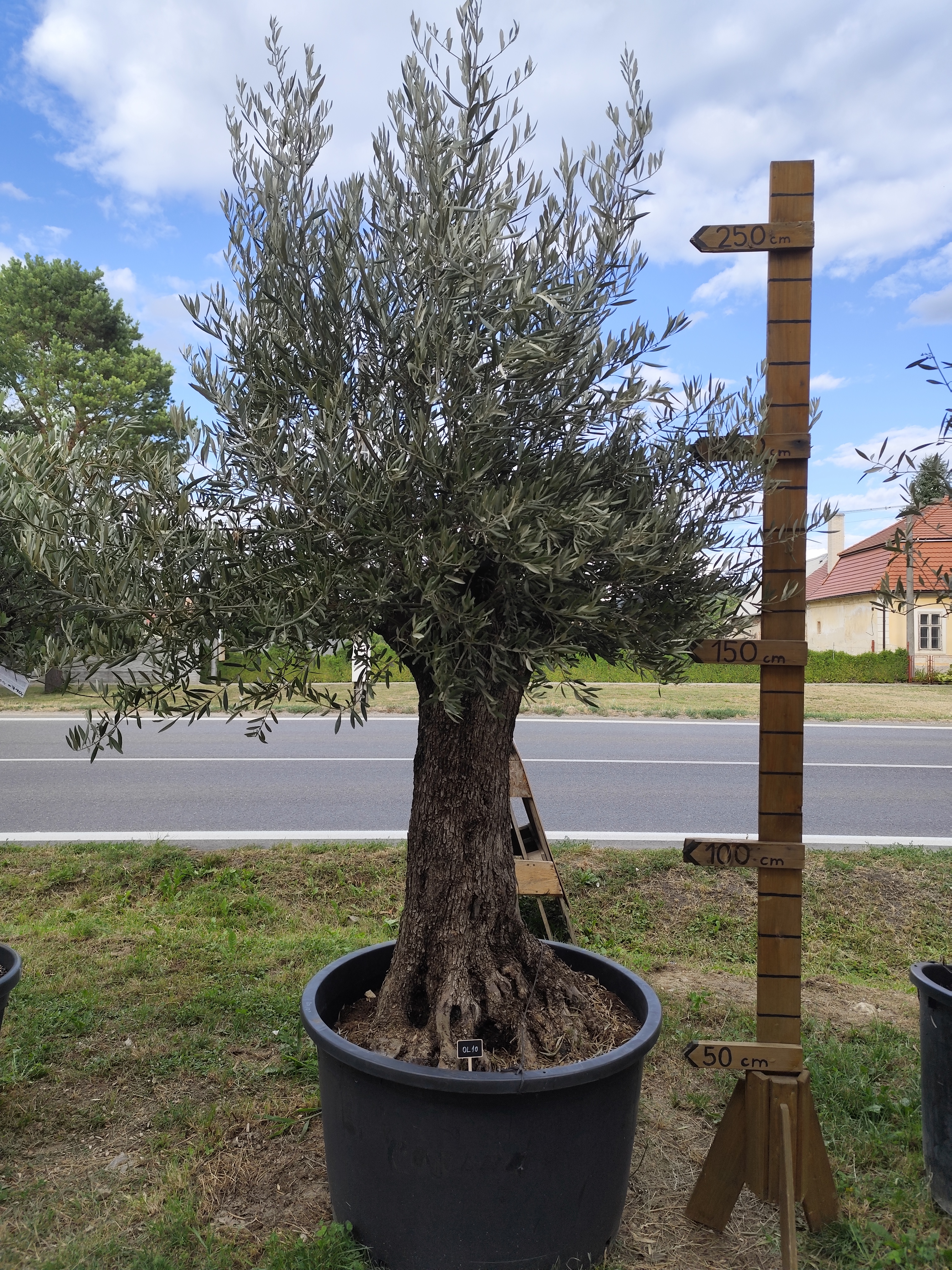 Olea Europaea - olivovník OL 10, celková výška 280-300 cm