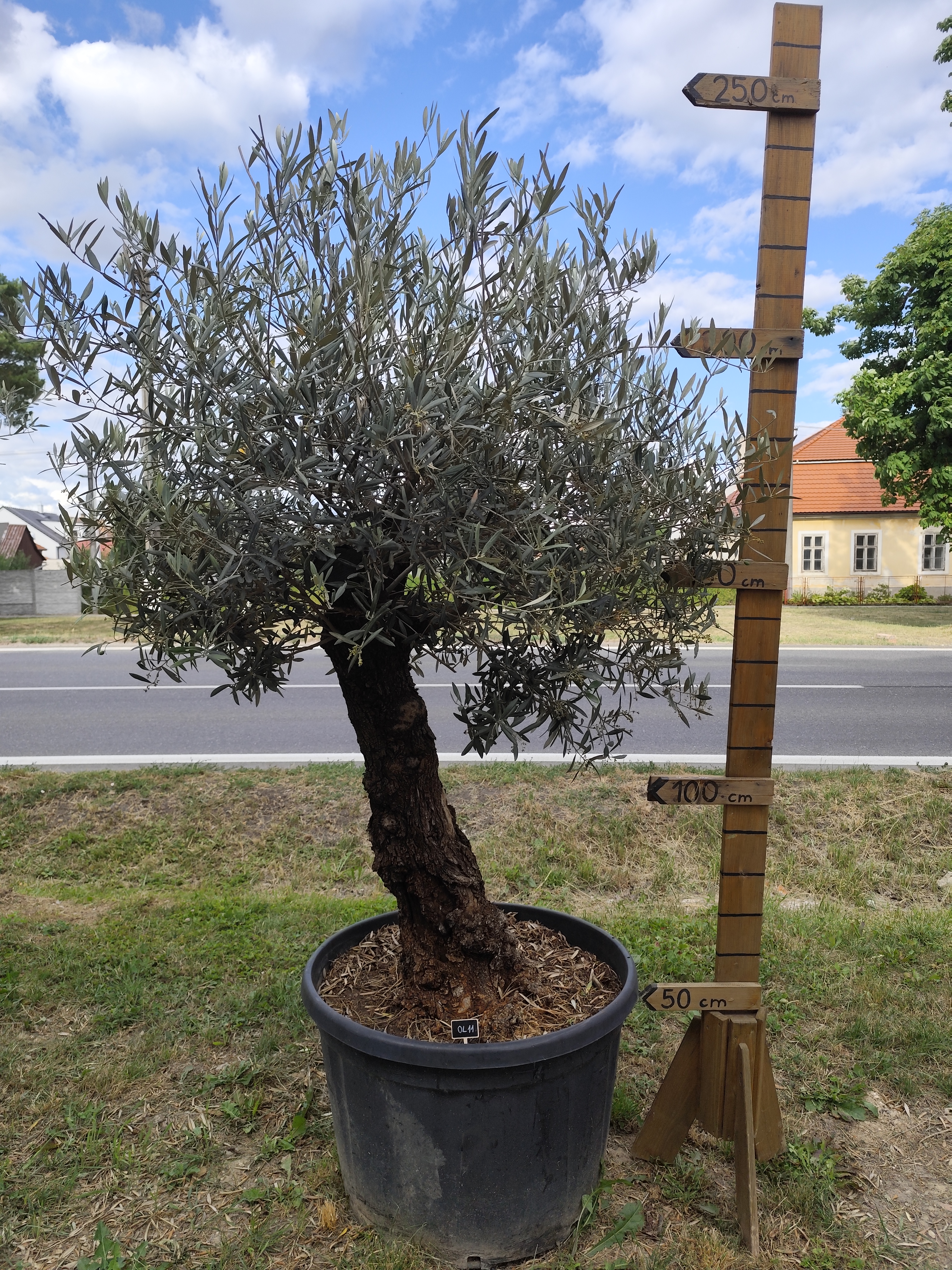 Olea Europaea - olivovník OL 11, celková výška 230-250 cm