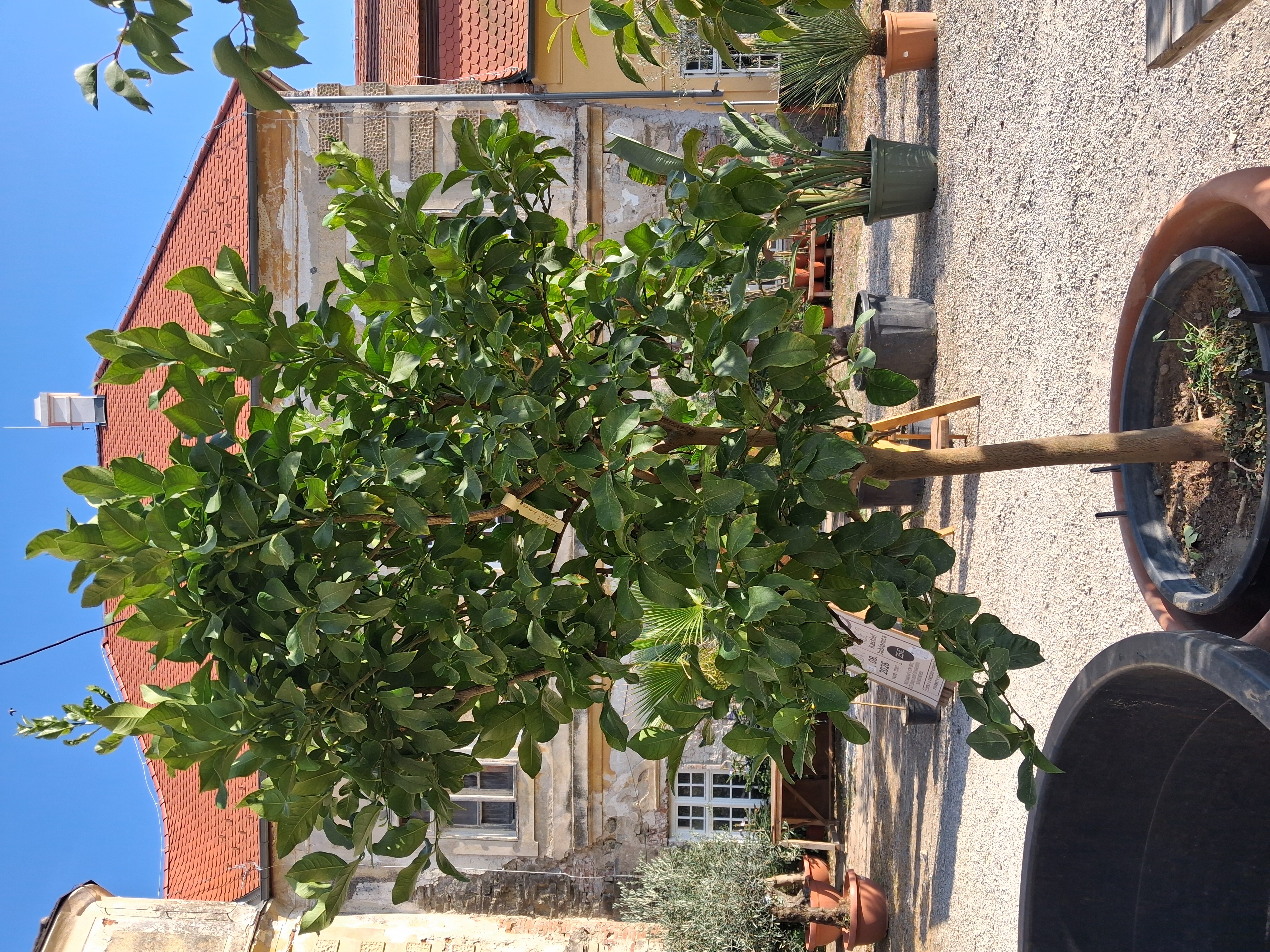Citrus Limone Zagara Bianca -180-200 cm výška rastliny