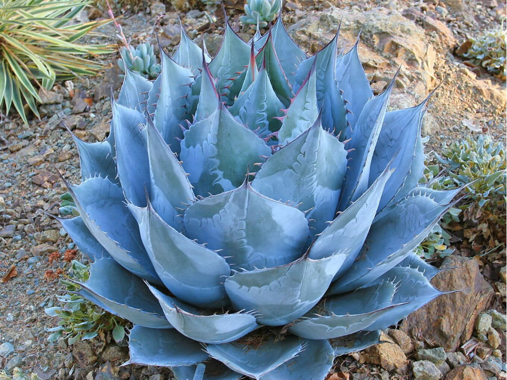 Agave parrasana - kapustová agáve