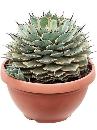Agave potatorum 'Kissho Kan' Variegata
