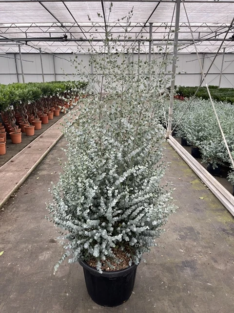 Eukalyptus Gunii 120-150cm, šírka kvetináča 40cm, objem 4,5L