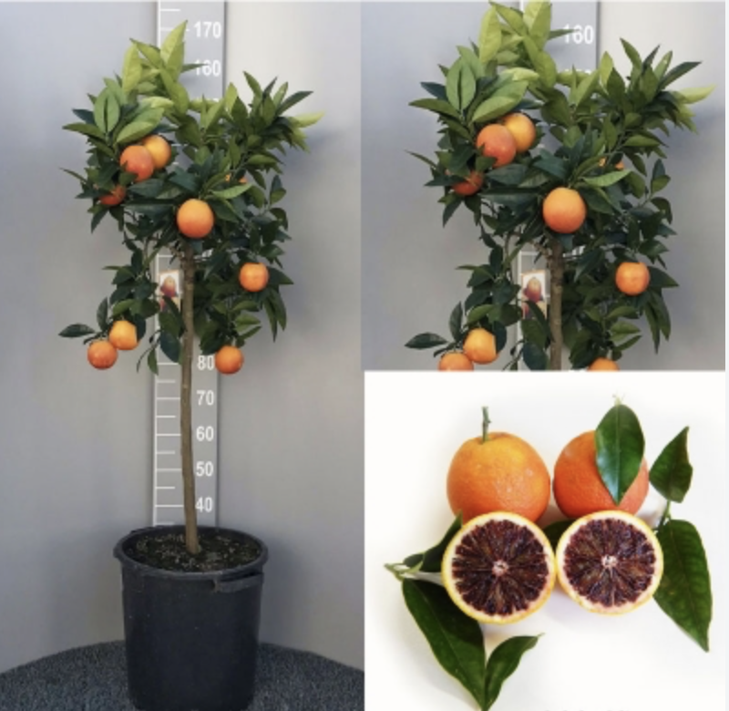Pomarančovník krvavý - Citrus Arancio Moro - 160-180 cm výška s kvetináčom