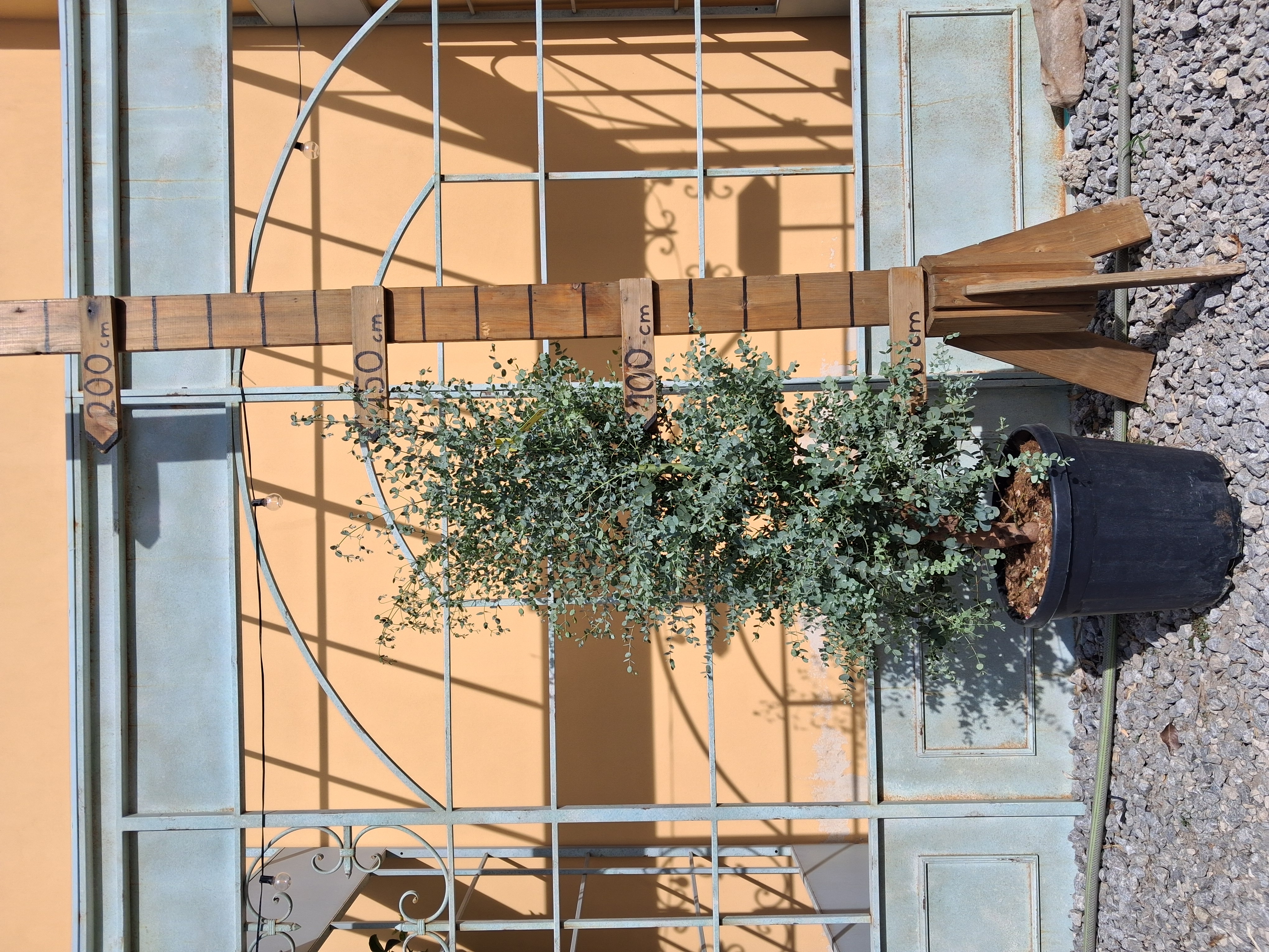Eukalyptus Gunii cca 150cm