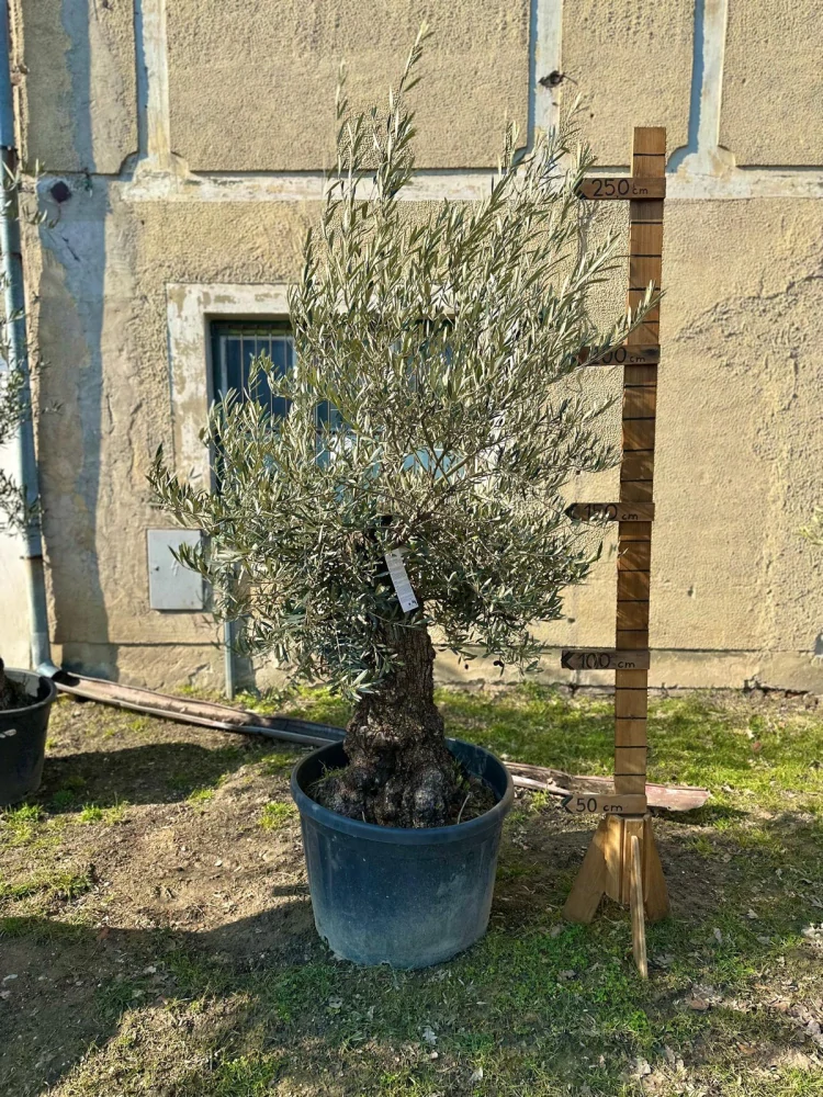 Olivovník Olea Europea - výška s kvetináčom 250 - 270 cm