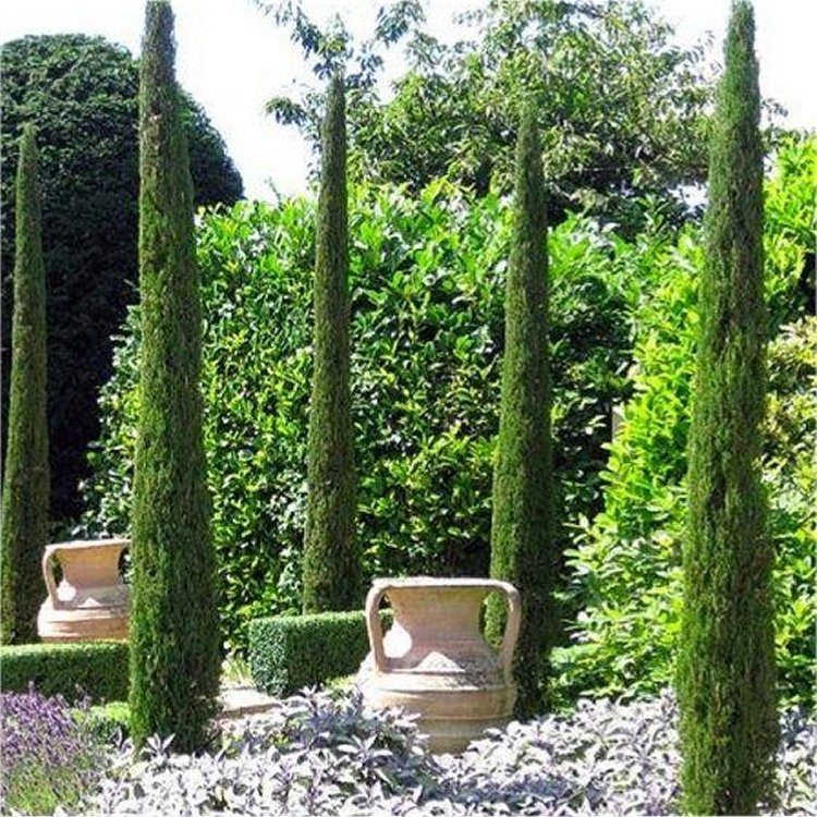 Cyprus "Totem" 110cm výška rastliny