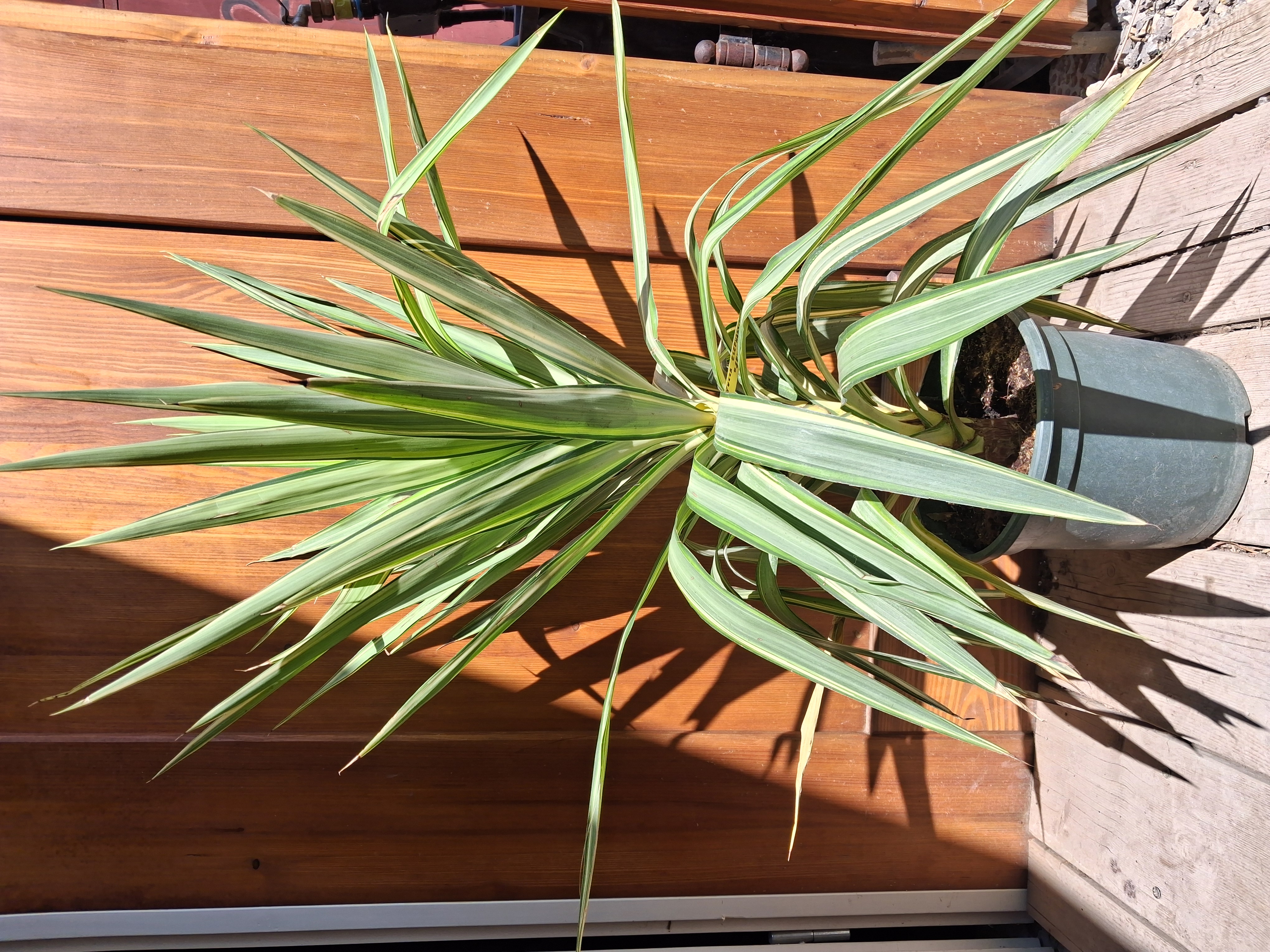 Yucca Elephantipes 'Jewel' , výška s kvetináčom 90-110cm, objem kvetináča 8L
